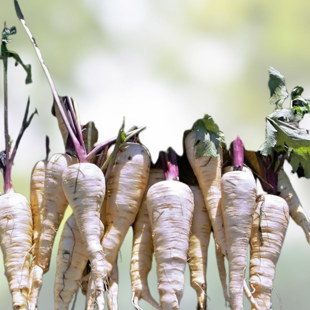 Parsnip Seeds 500 Count Harris Model Heirloom Non-GMO Vegetable Garden Seeds Pastinaca sativa