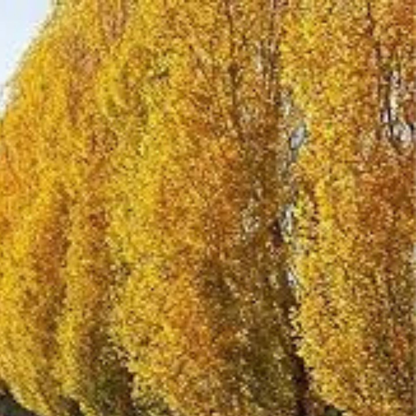 Lombardy Poplar Trees Live Cuttings - Fast-Growing Privacy Trees - Populus nigra 'Italica' - Ornamental Evergreen Shrubs