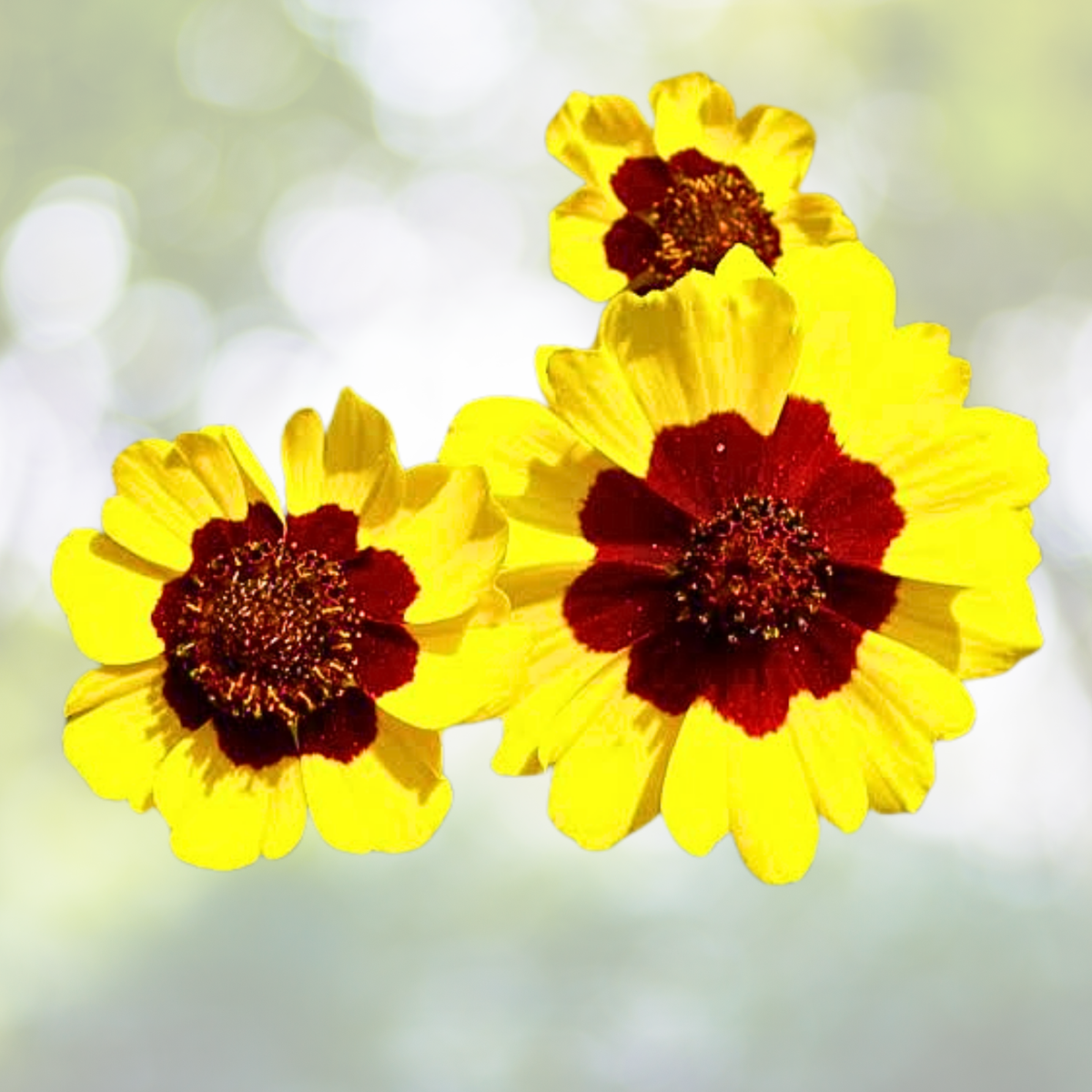 Plains Coreopsis Seeds - 100 Count - Vibrant Native Wildflower for Pollinators - Coreopsis tinctoria