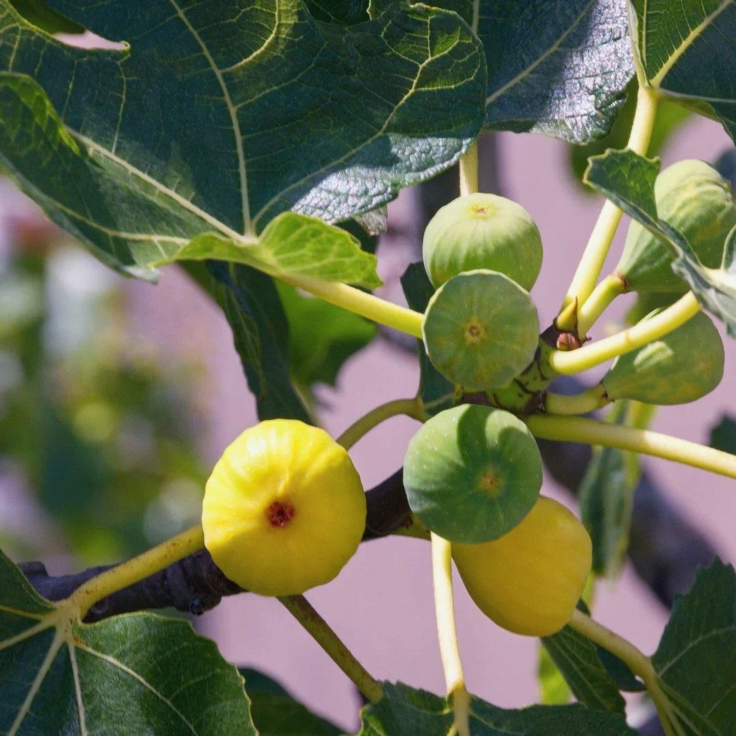 Green Ischia Fig Tree Cuttings – 3 Healthy Ficus carica Plant Cuttings for Zones 7-10