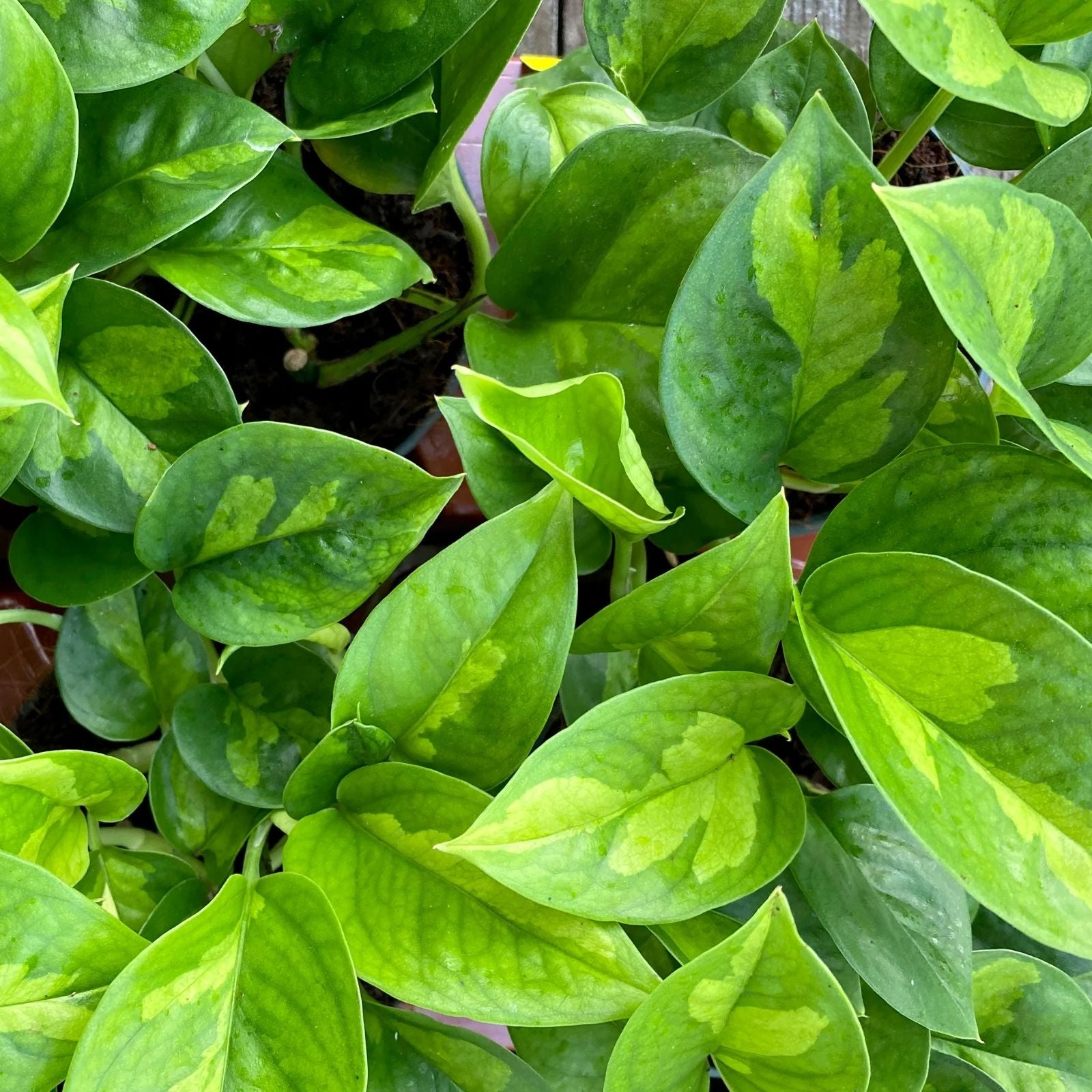 Pothos Plant - Global Green Variety - Easy Care Houseplant - Epipremnum aureum