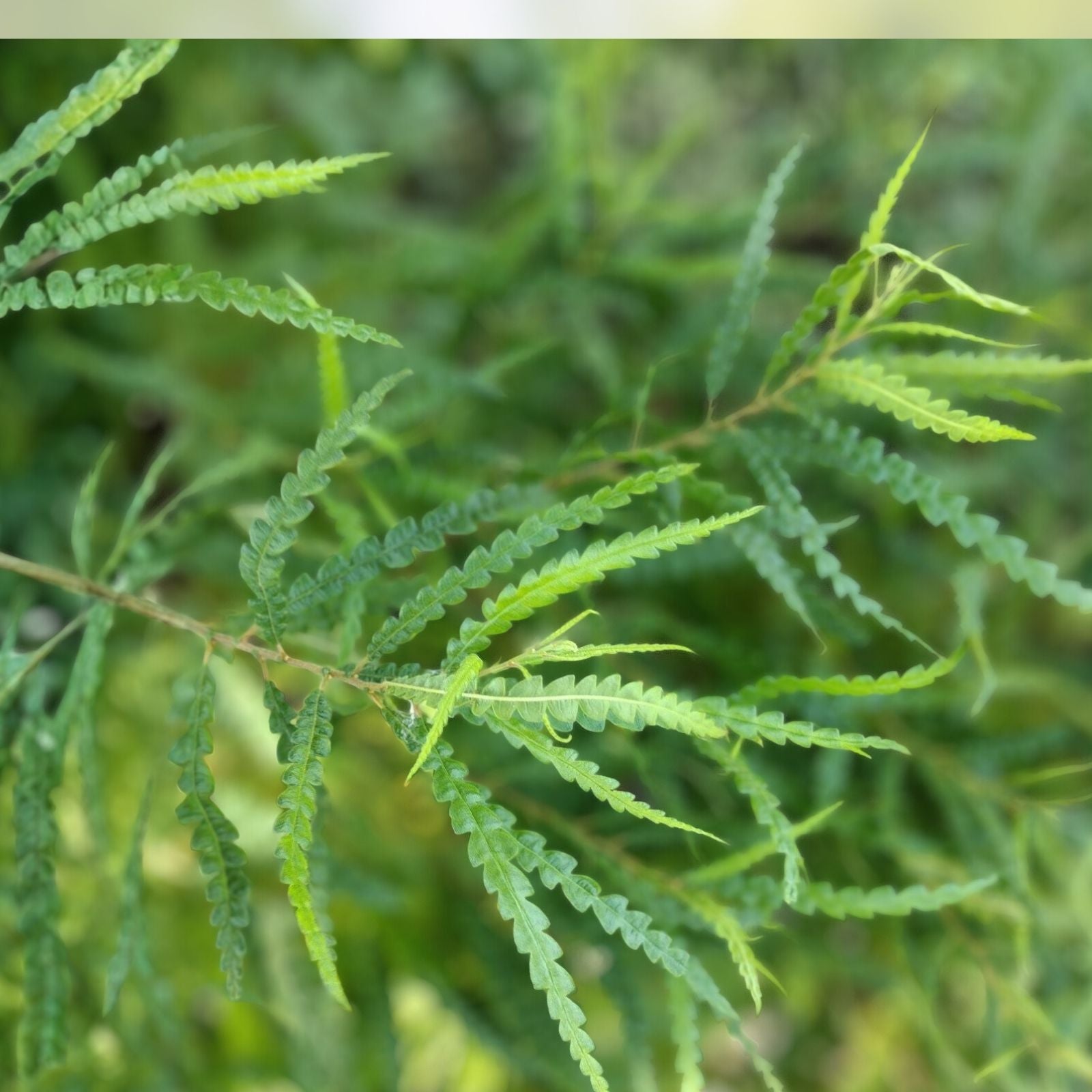Sweet Fern Bare Root Plant – Fragrant Leaves, Live Shrub for Zones 2-6, Comptonia peregrina