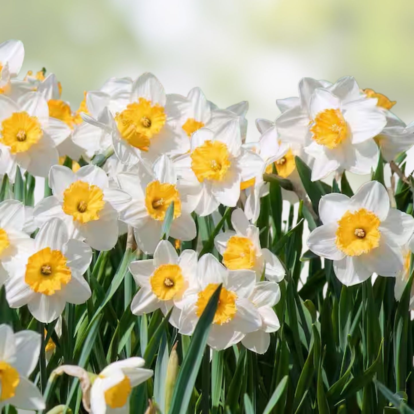 Ice Follies Daffodil Bulbs 14/16cm White Yellow Trumpet Narcissus Perennial Flowering Plant
