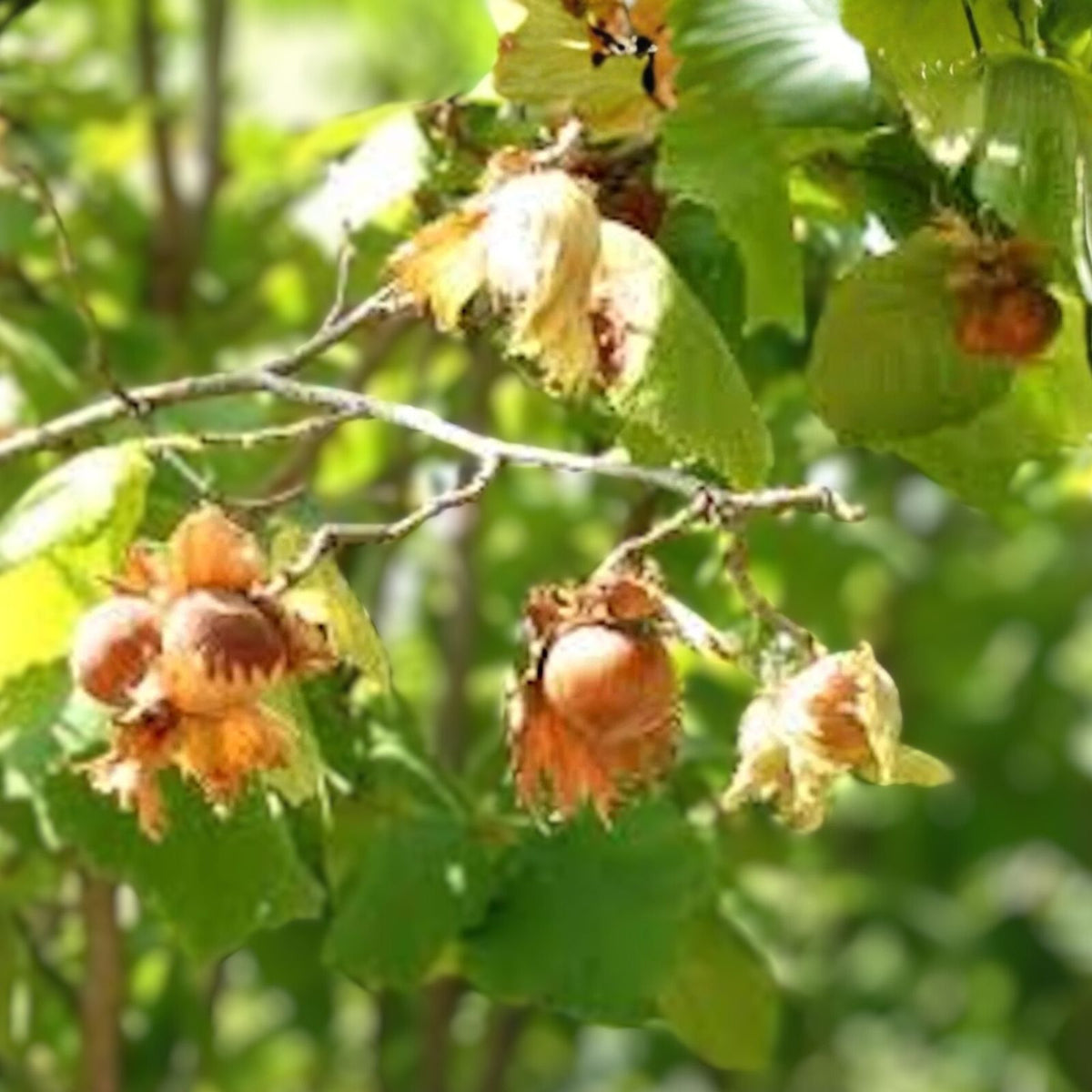 American Hazelnut Tree - 12-24in Bare Root - Edible Nut Tree - Corylus avellana - Landscape & Wildlife Garden Plant