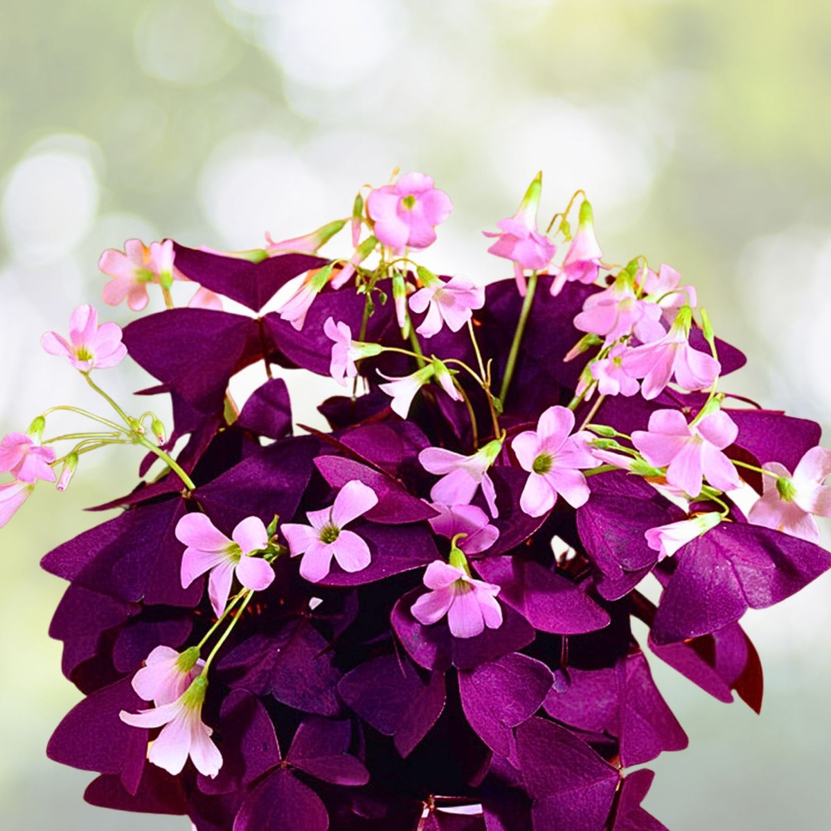 Purple Shamrock Plant 4" Pot - Flowering Houseplant - Easy Care Oxalis triangularis - Indoor Plant for Home Decor