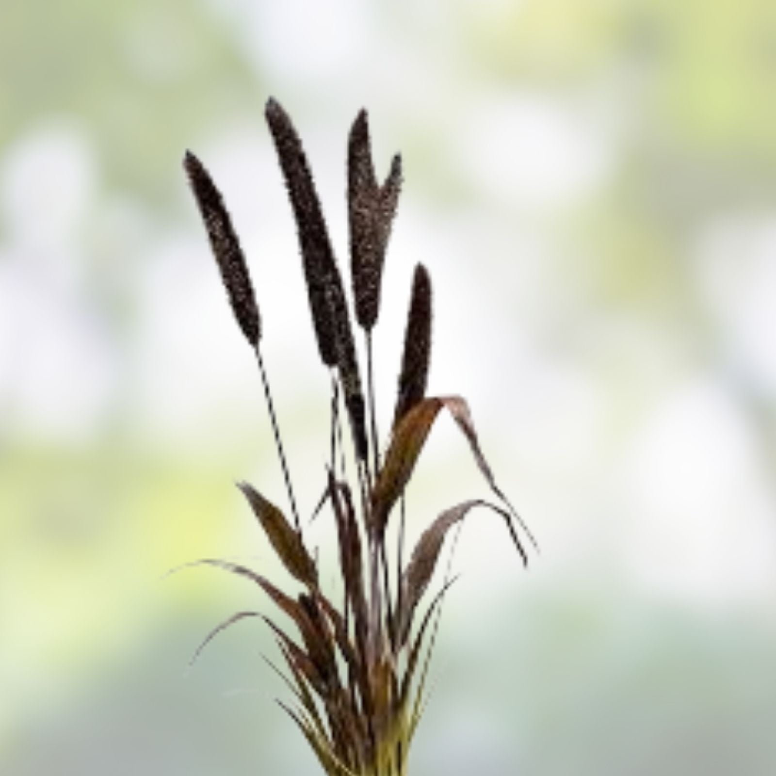Pearl Millet Grass Seeds for Planting - Ornamental Pennisetum glaucum - Drought-Resistant, Fast-Growing Grass Seeds