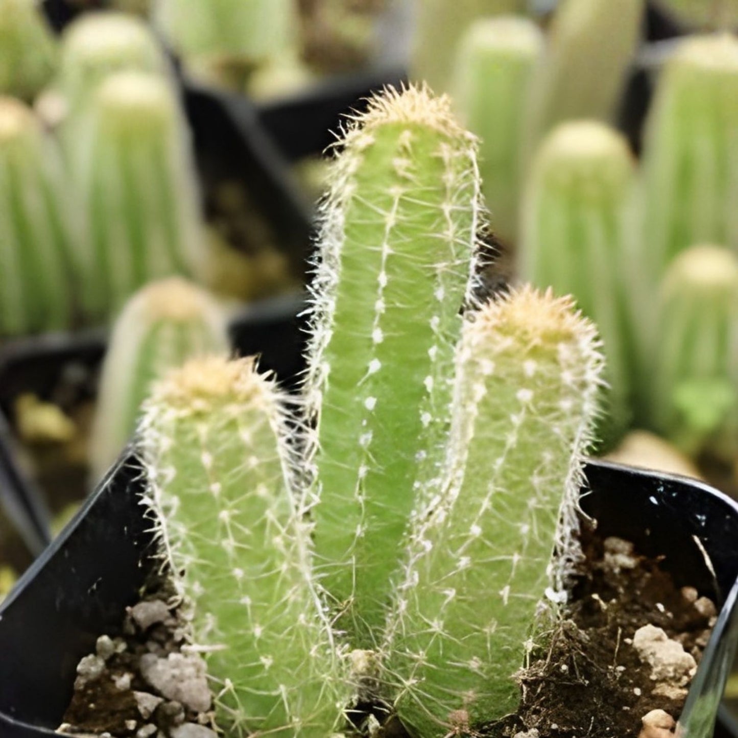 Echinopsis Cactus Rooted Starter Plant Ornamental Non-Variegated Succulent Echinopsis spp.