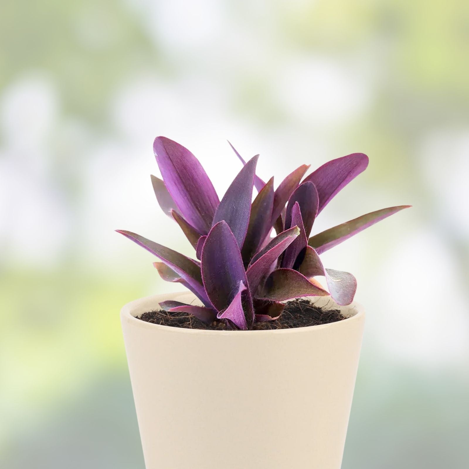 Tradescantia Plant - Variegated Purple Heart - Tradescantia pallida - Indoor Houseplant, Purple Foliage, Easy Care, Low Maintenance