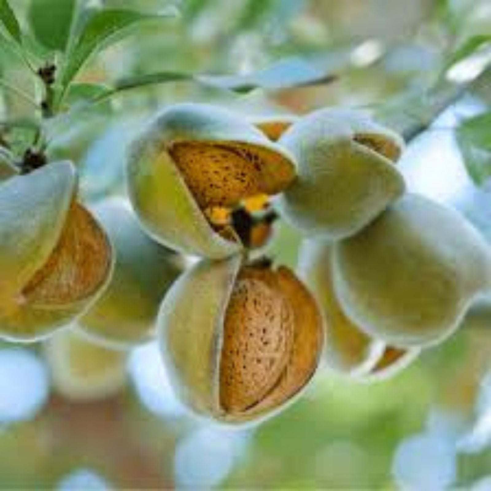 Almond Tree Seeds 10 Pack Organic Prunus dulcis Almond Variety Fruit Tree Growing Kit