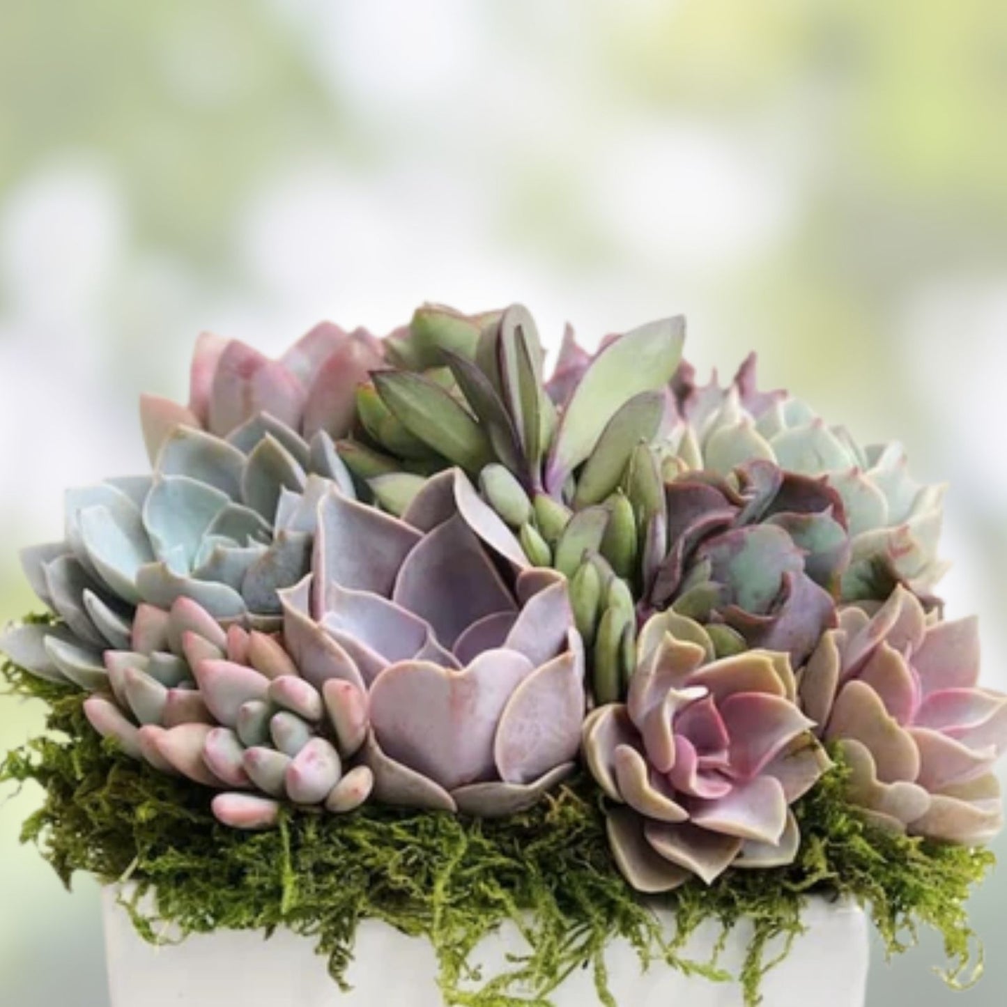 Assorted Succulent Cuttings - 15 Varieties for Planting, Arranging & Crafting - Perfect for Home Decor