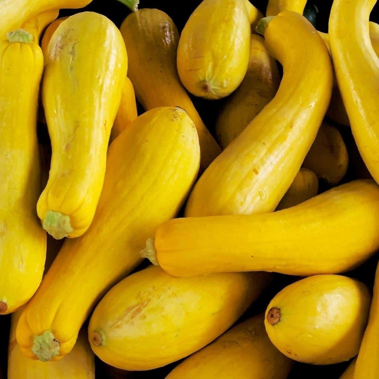 10 Ball Squash Seeds for Planting, Edible Pool Ball Sized Cucurbita pepo, Exotic Round Vegetable Seeds