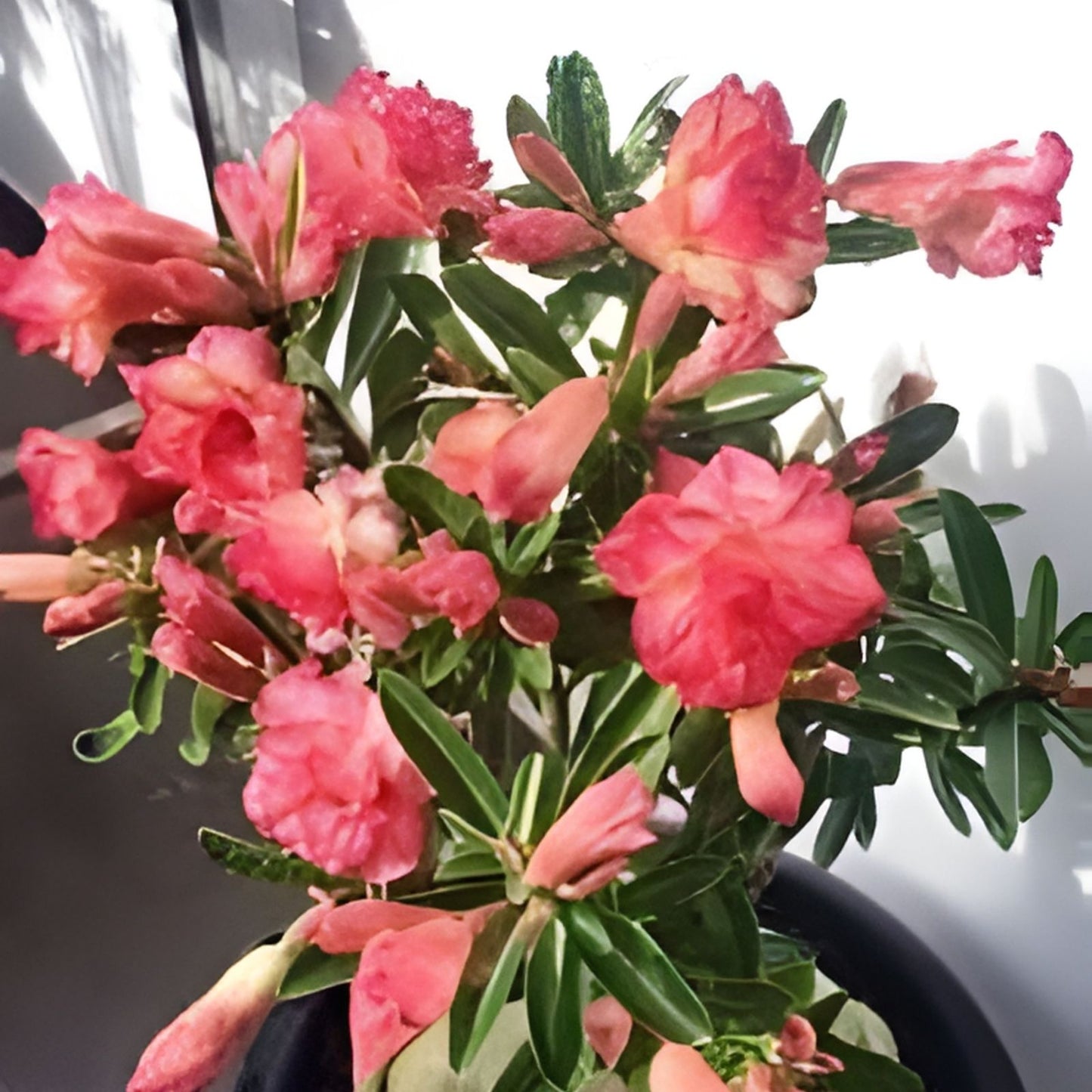Adenium Arabicum x Socotranum Hybrid Succulent Plant in 2,5" Pot, Desert Rose Variety, Rare Rooted Plant