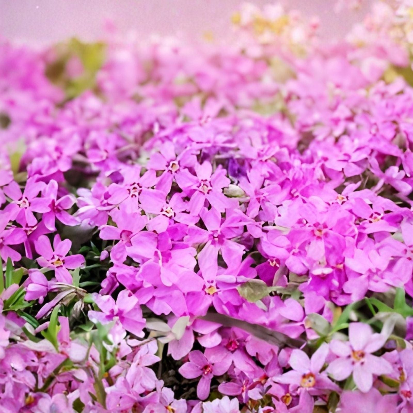 Creeping Phlox Live Plants Set of 2, Lavender Ground Cover, Phlox subulata, Garden Starter Plants