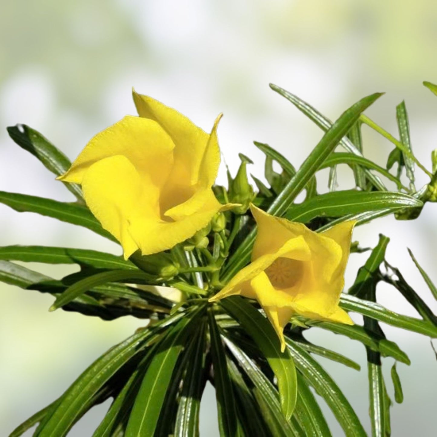 Lucky Nut Bush Seeds 5 Pack - Thevetia peruviana Tropical Flowering Plant Seeds for Gardening and Landscaping