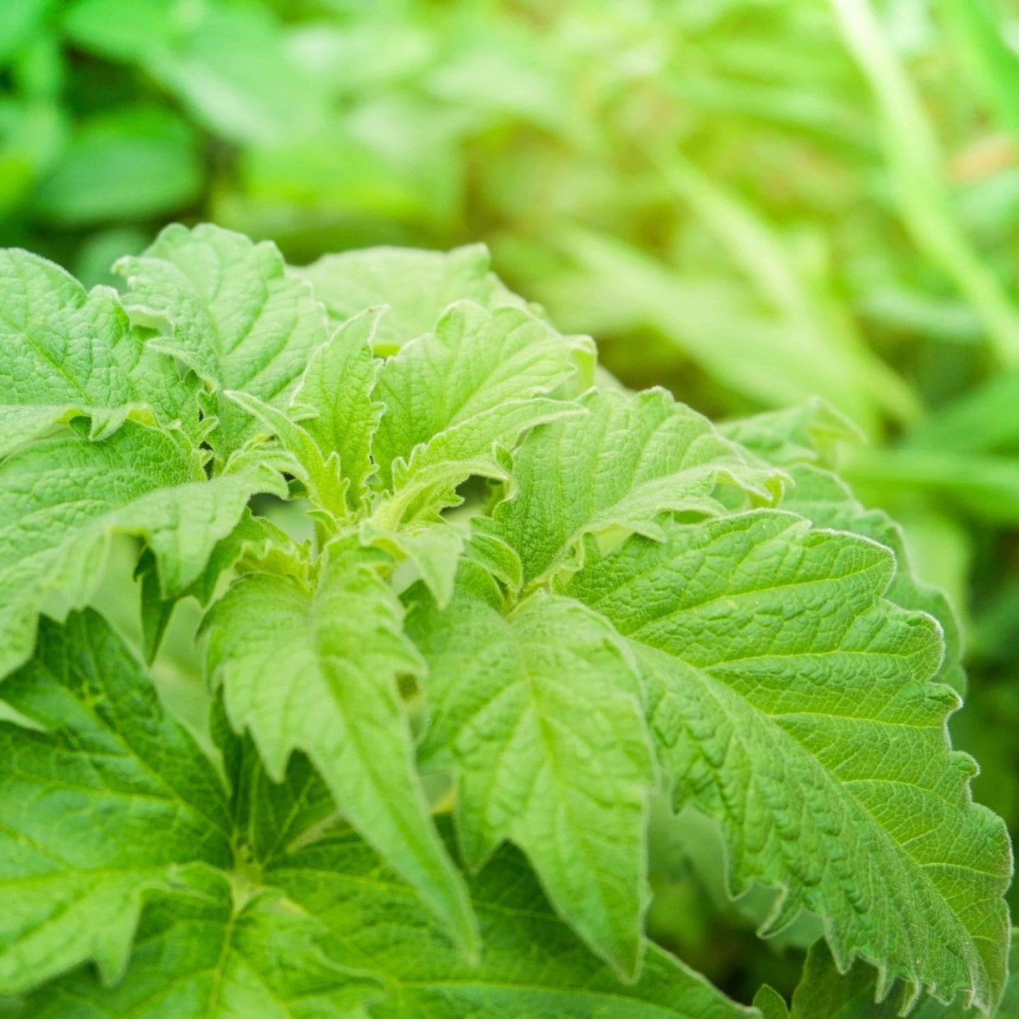 Green Shiso Seeds 100+ - Tangy Japanese Herb for Planting, Sushi Flavor, Perilla frutescens, Culinary Herb, Organic Seeds