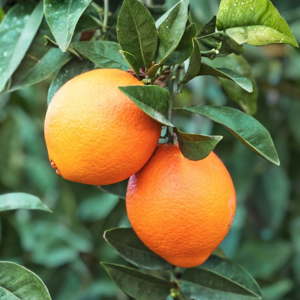 Grafted Red Navel Orange Tree - 3-4 Feet - Citrus sinensis - Potted Fresh Fruit Plant for Home Garden