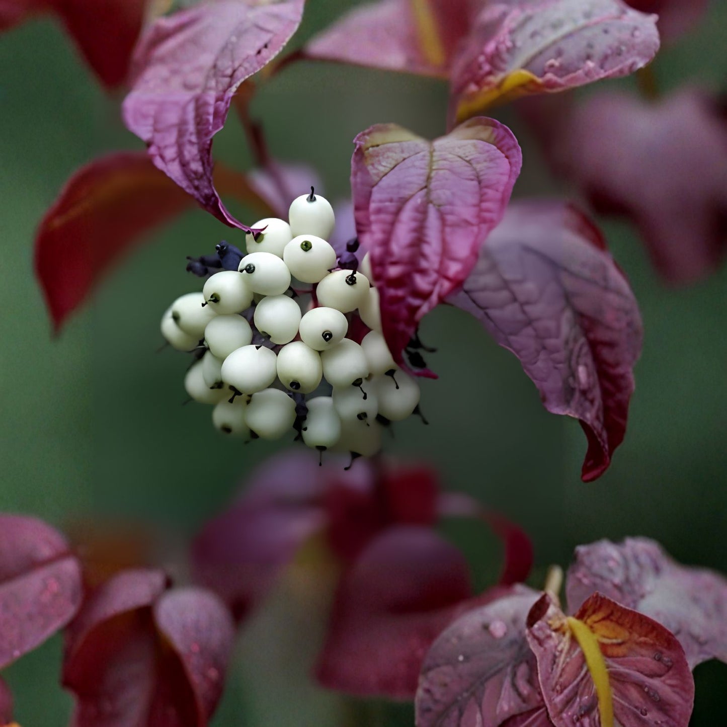 Siberian Dogwood Seeds 50 Count - Cornus alba Tatarian Dogwood for Planting - Ornamental Shrubs, Deciduous, Garden, Landscaping