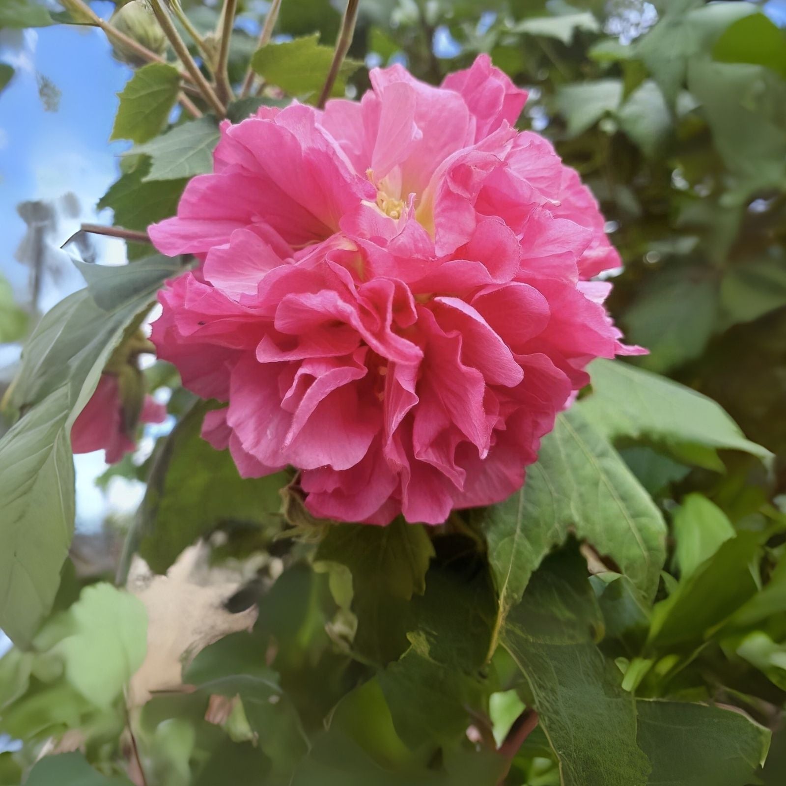 Cotton Rose Seeds - 50+ Count - Pink Color Changing Flower - Hibiscus mutabilis
