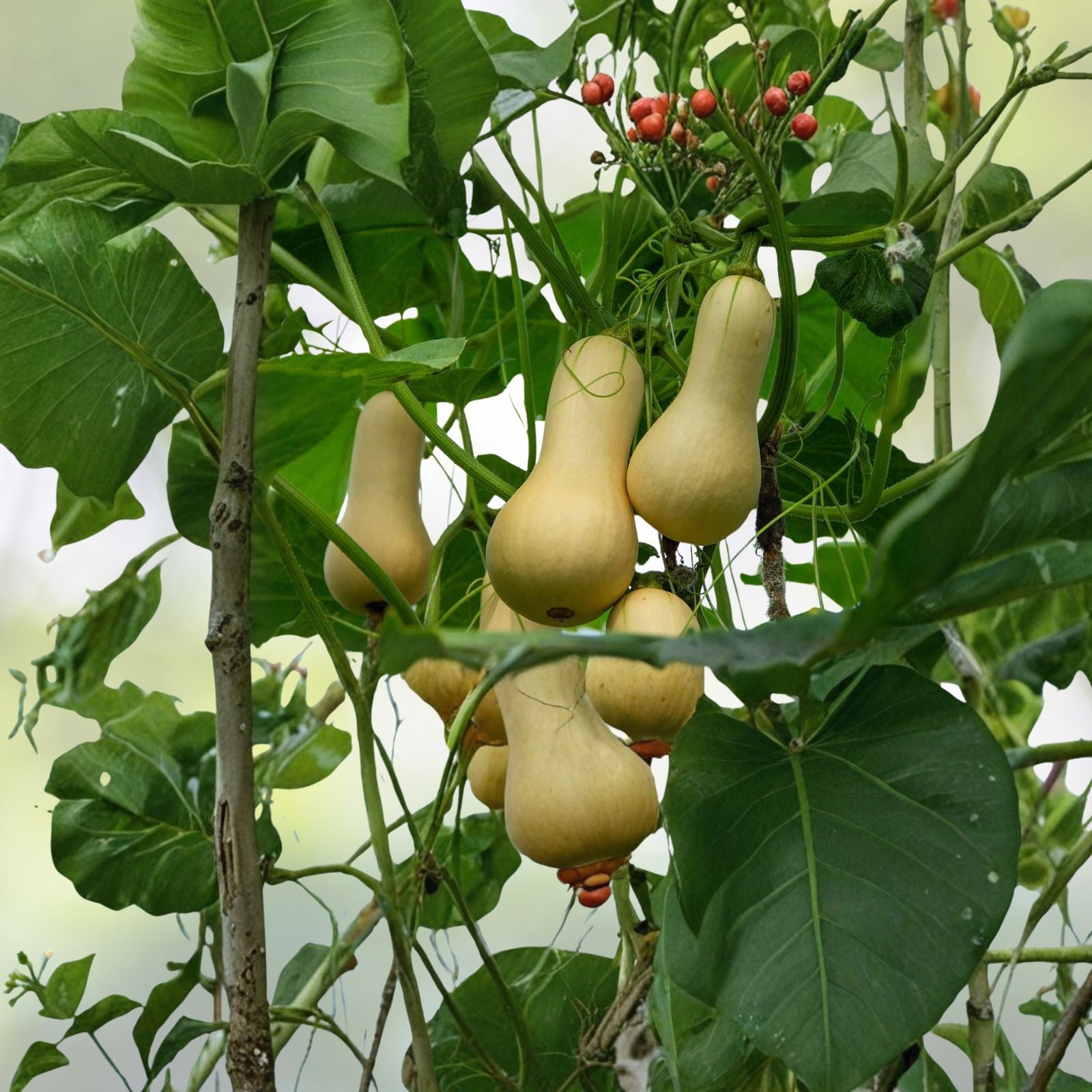Butternut Squash Seeds Set of 25 Heirloom Cucurbita moschata Vegetable Seeds for Gardening