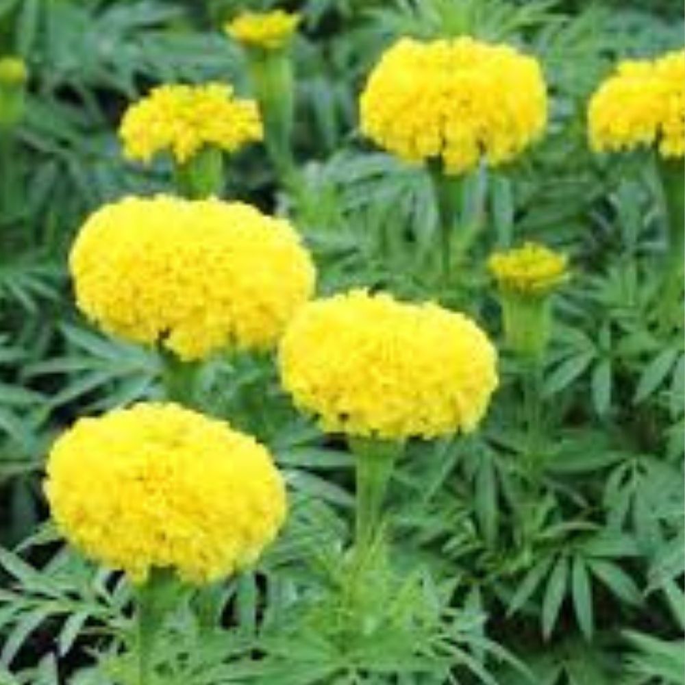 Dwarf Marigold Seed Mix 100 Pack Organic Gypsy Sunshine & Sunrise Varieties Tagetes spp. USA Grown