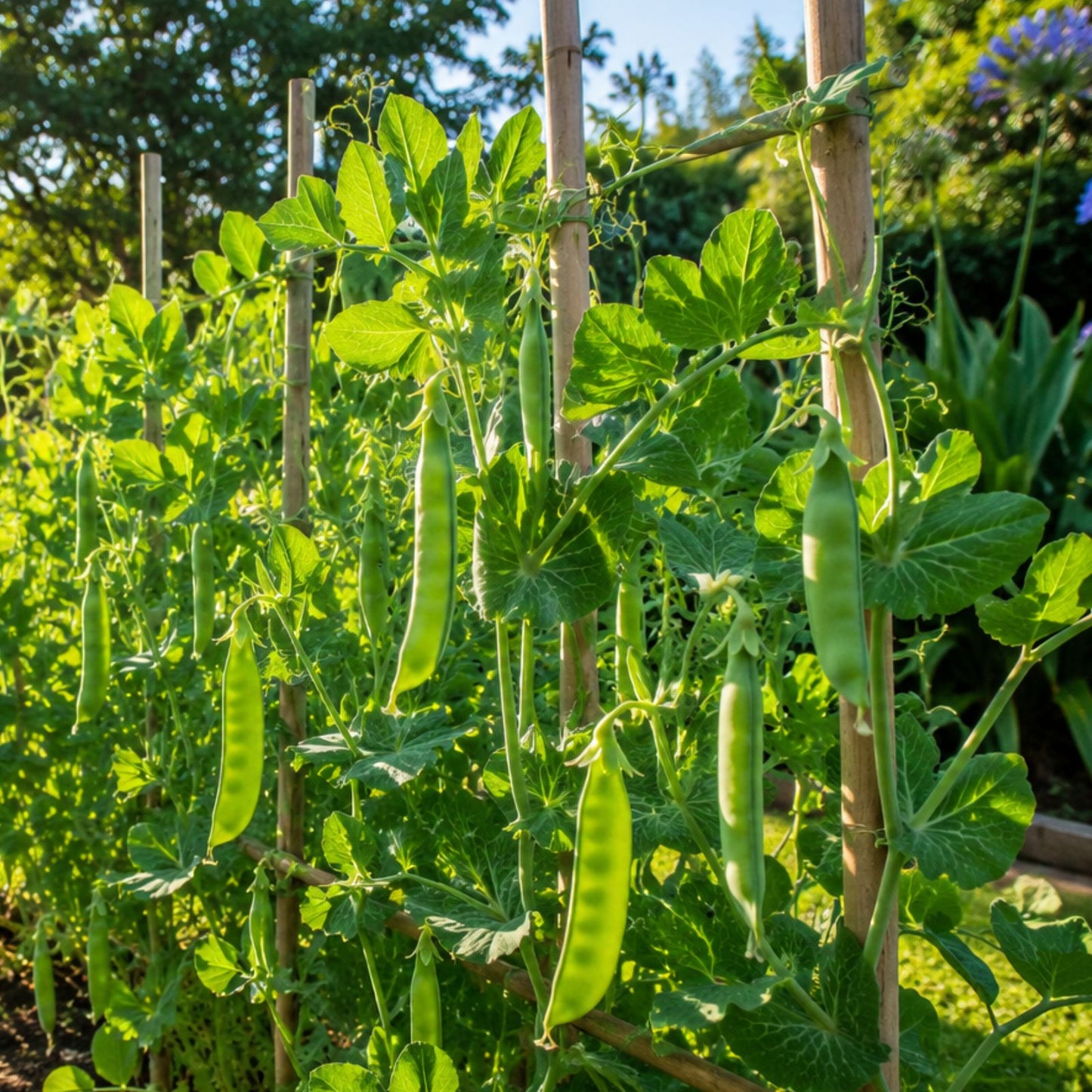 Mammoth Melting Sugar Pod Snow Pea Seeds 100 Non-GMO Heirloom Vegetable Seeds for Gardening Pisum sativum