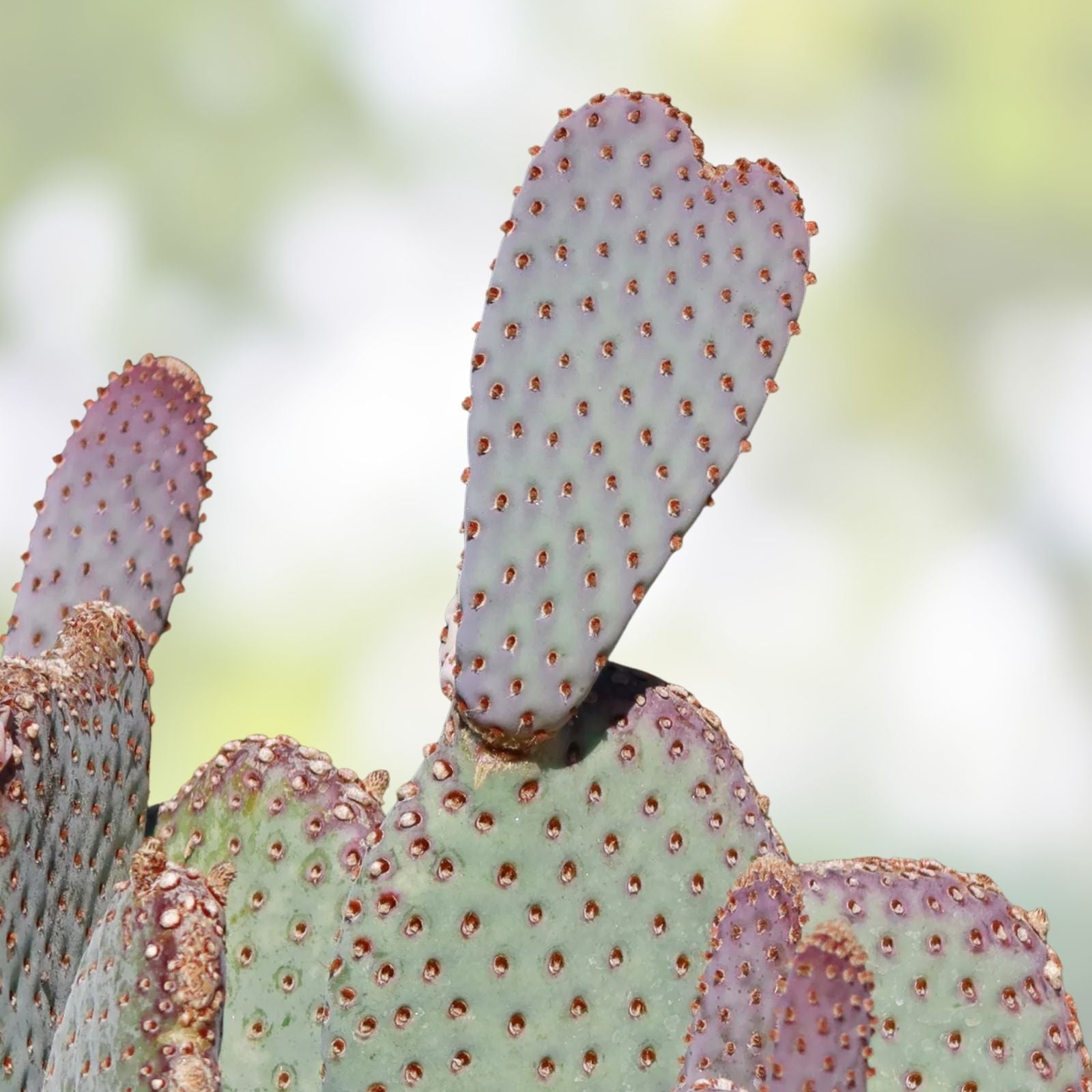 Heil's Beavertail Prickly Pear Cactus - Live Rooted Opuntia basilaris var, heilii - Drought-Tolerant Desert Plant