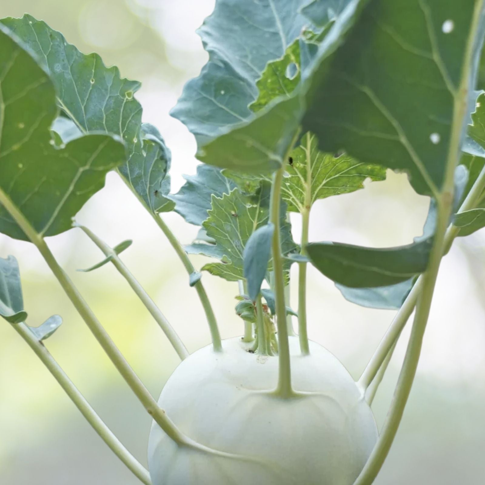 300+ White Viena Kohlrabi Seeds - Brassica oleracea - Organic Garden Vegetable Seeds for Planting in USA