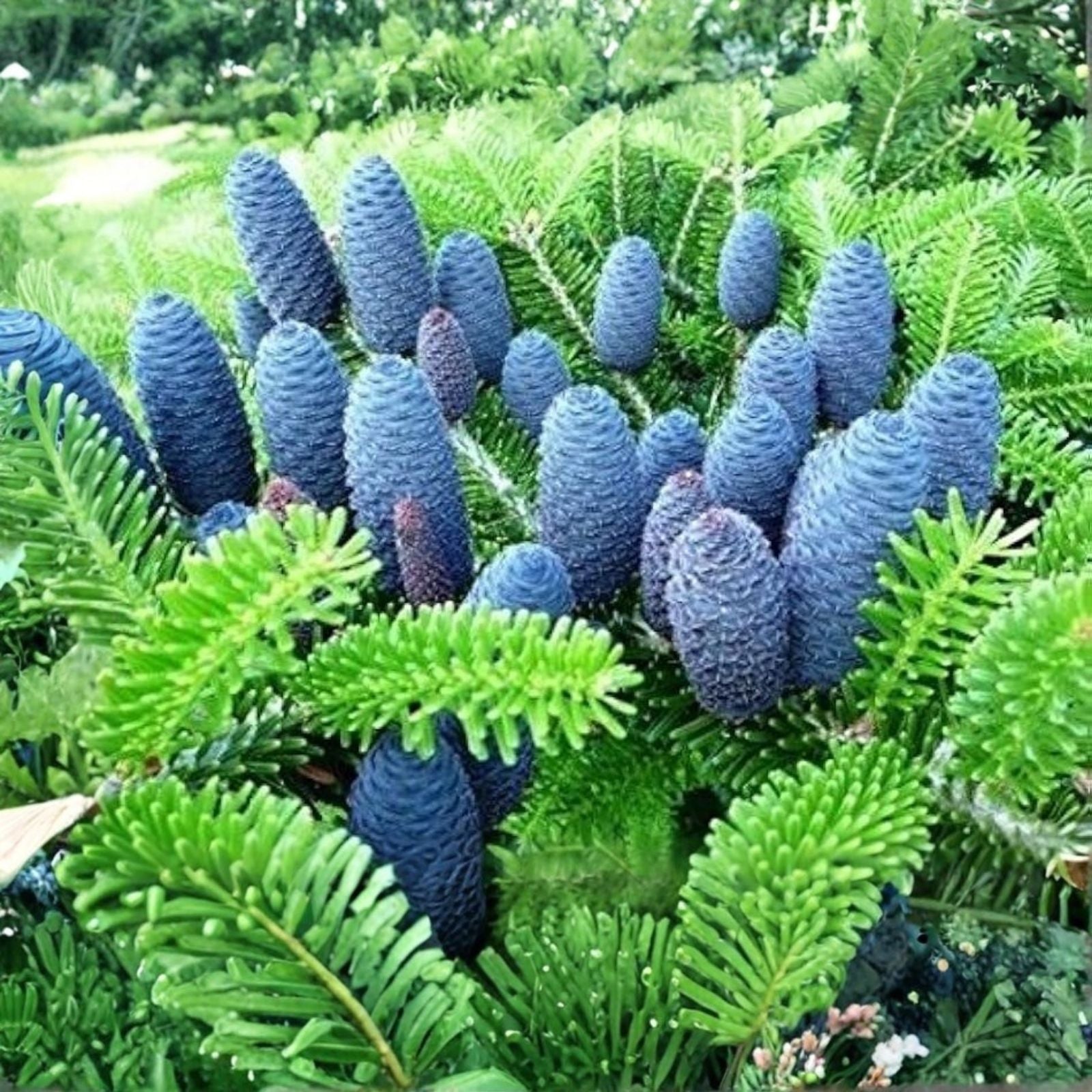 Korean Fir Tree Seeds 20 Count Prized Blue Cones Abies koreana Garden Planting Supplies from Iowa