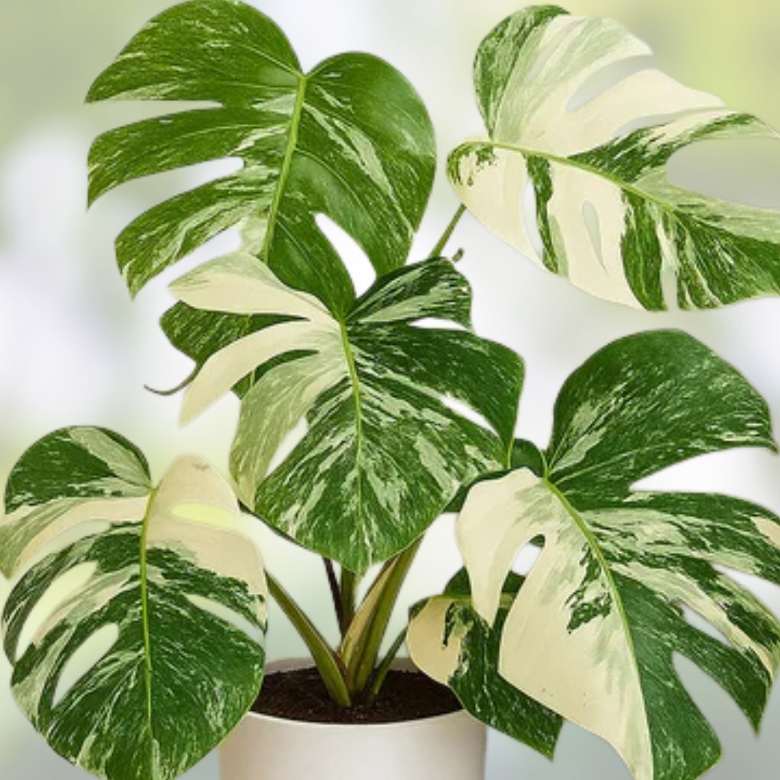 Variegated Monstera Plant 4-Inch Pot Monstera Deliciosa Variegata Tropical Indoor Houseplant