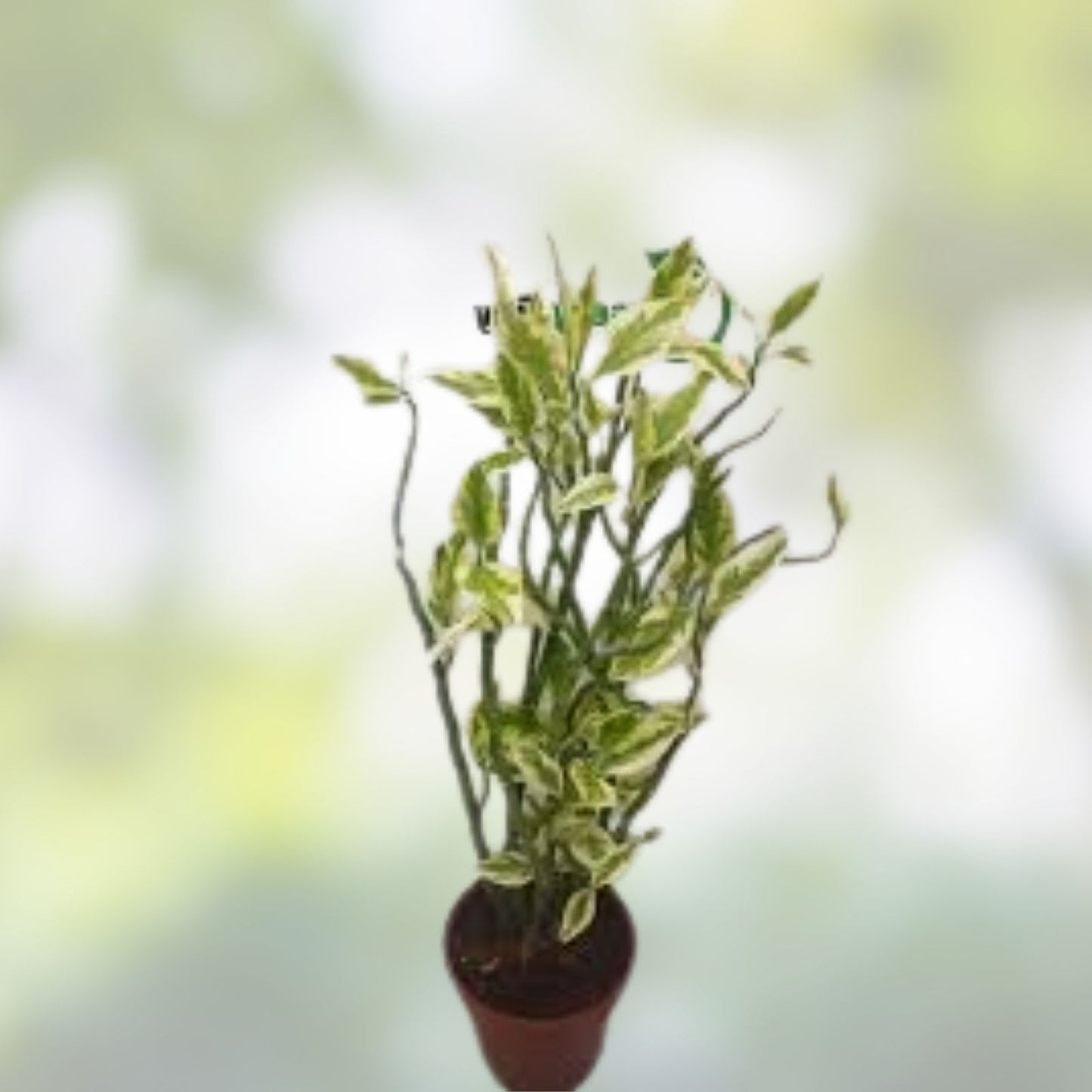Devil's Backbone Cuttings 6+ Inches Variegated Euphorbia Tithymaloides Organic 8 Pieces for Plant Propagation