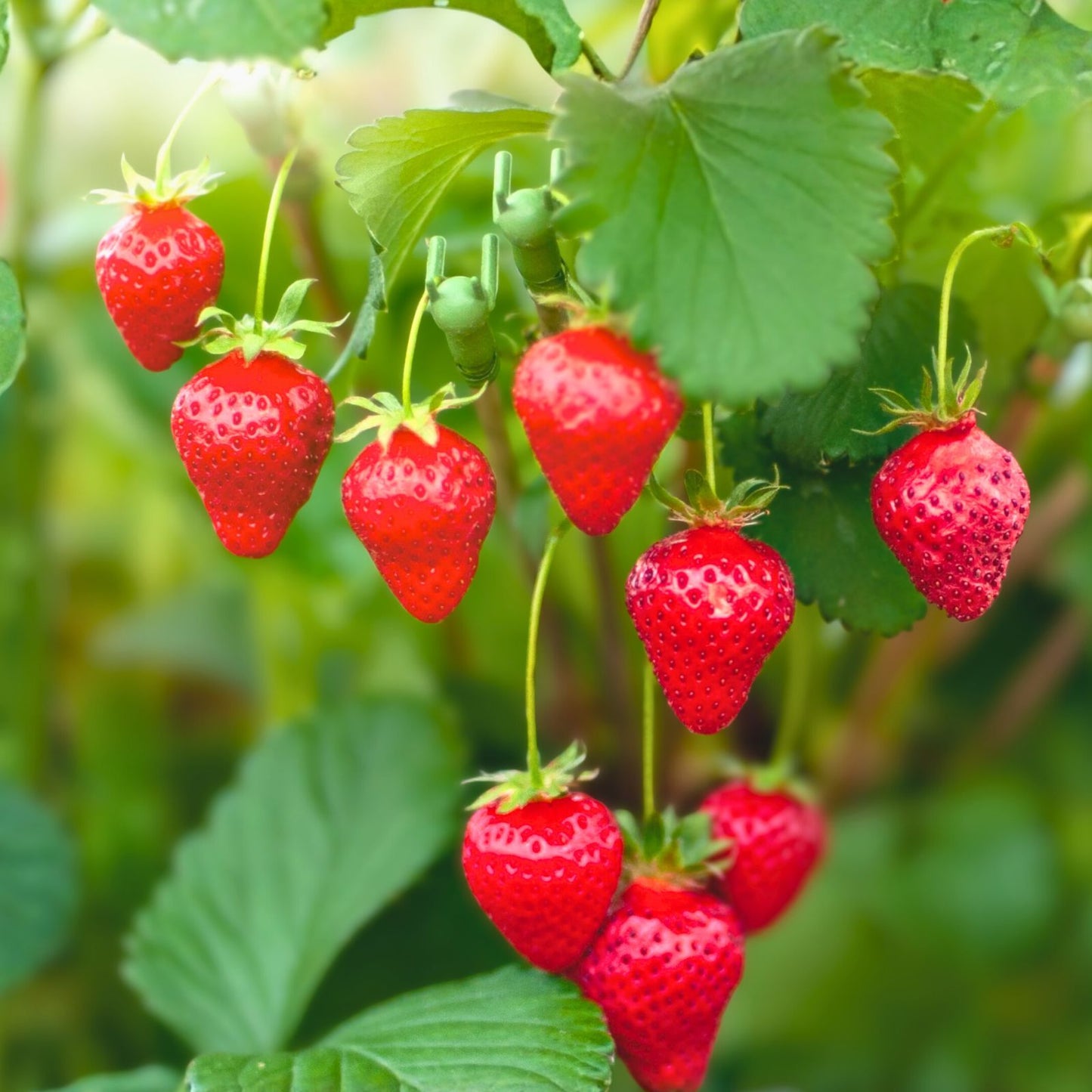 Strawberry Plants 6-Pack Ozark Everbearing Bareroots Large Sweet Fruit Fragaria × ananassa