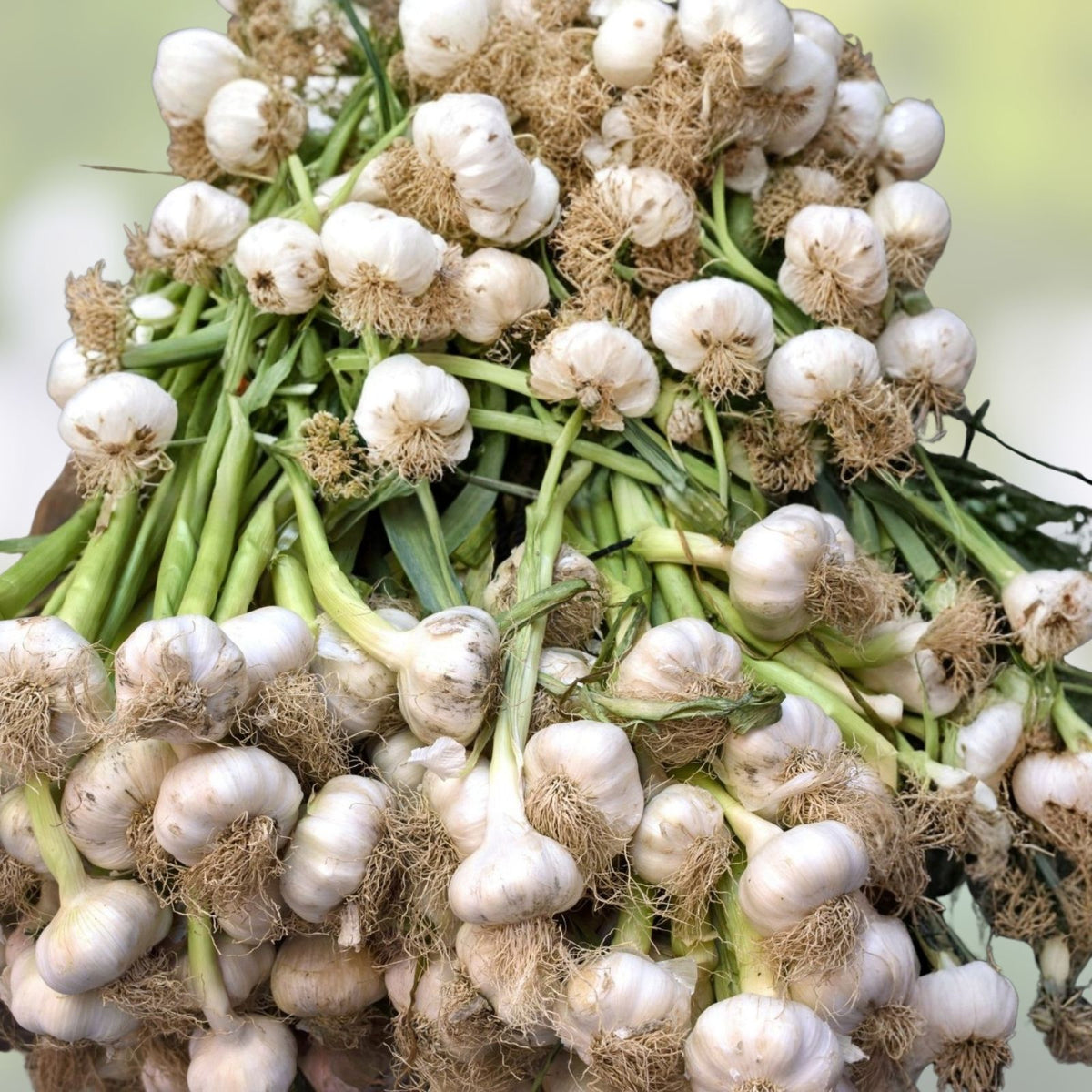 Carrot Seeds 50+ Non-GMO Little Fingers Variety Daucus carota Heirloom Vegetable Seeds for Home Gardening