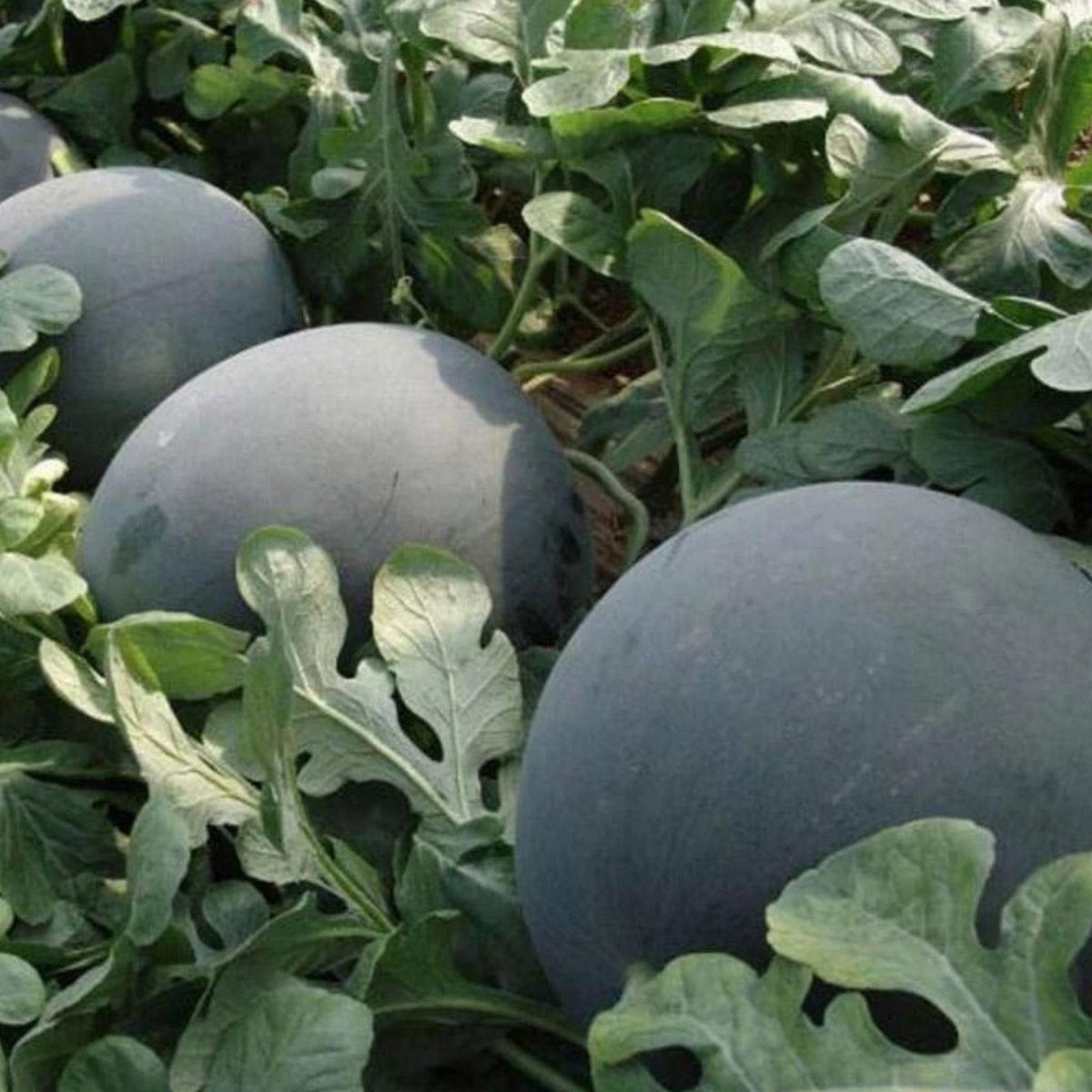 Watermelon Seeds 500 Count Black Diamond Heirloom Non-GMO Citrullus lanatus Vegetable Seeds