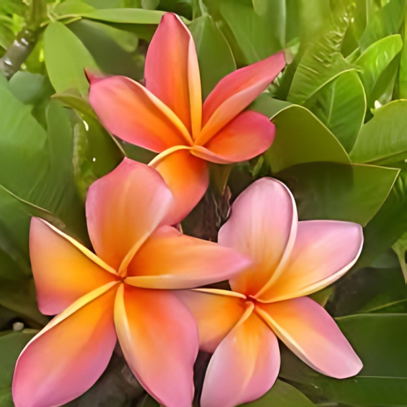 Rooted Plumeria Cutting 14" Gladys KT Brandt Tropical Flowering Plant, Plumeria spp.