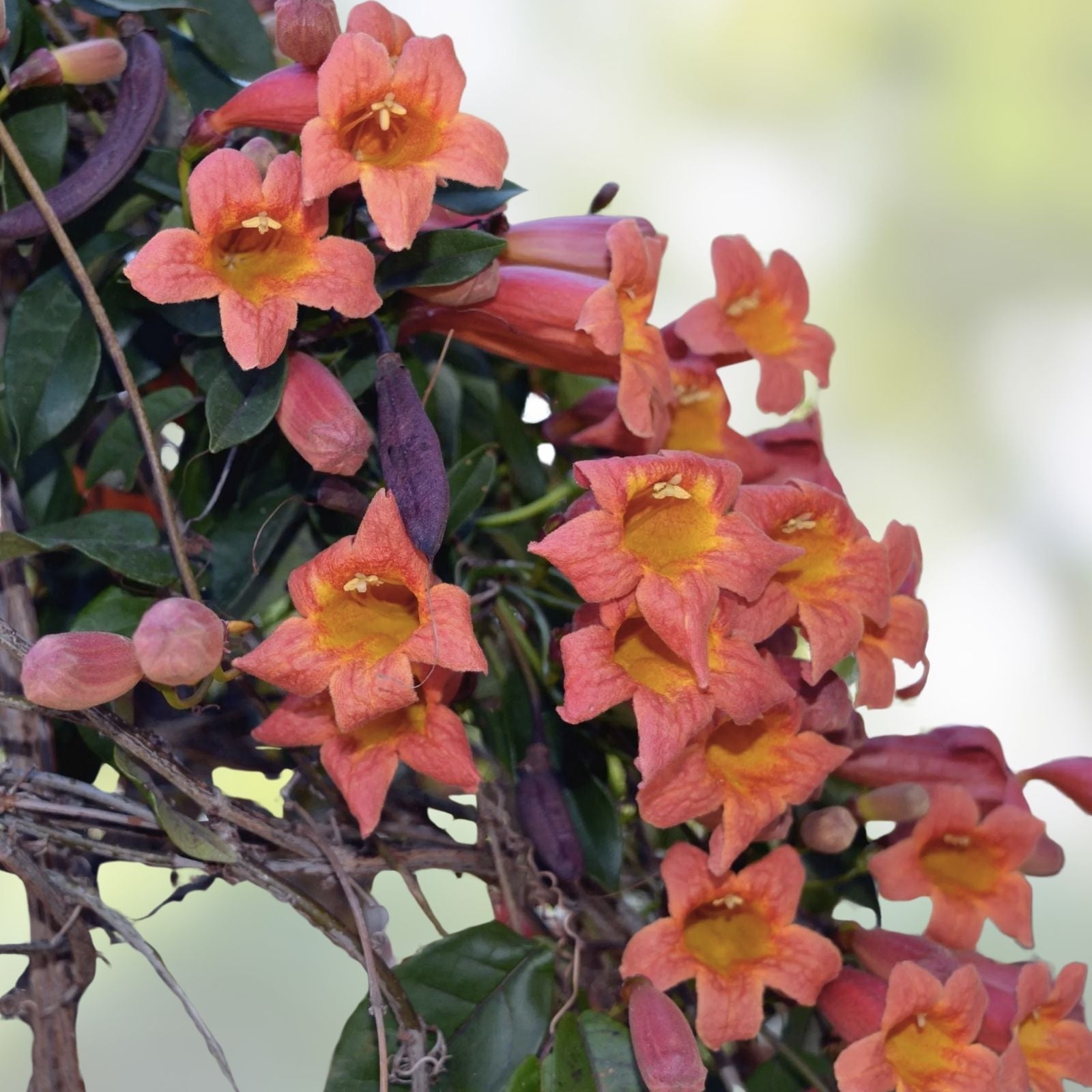 Bignonia Tangerine Beauty Crossvine Starter Plant - Butterfly Attracting, Garden Decoration, Rooted Plant