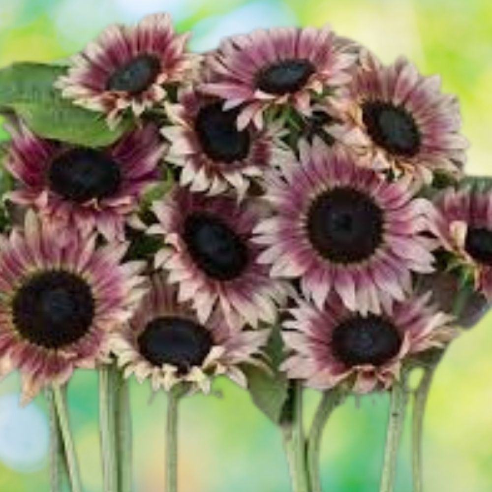 Organic Plum Sunflower Seeds 20 Pack Heirloom Variety Helianthus annuus USA Grown