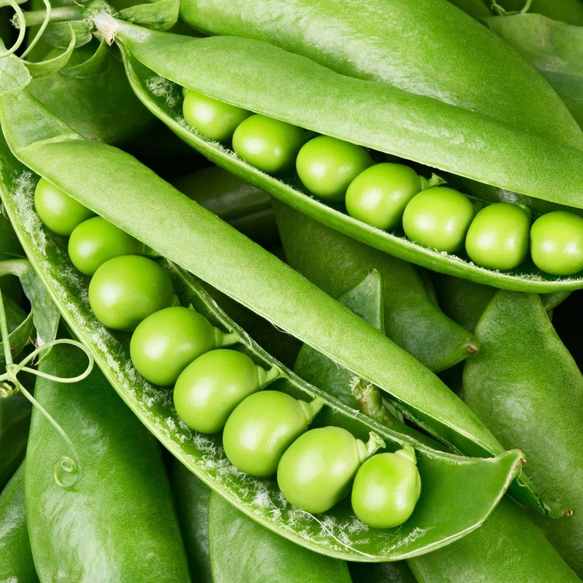 Organic Green Pea Seeds 12 oz Sweet Variety Pisum sativum Heirloom Gardening Supplies