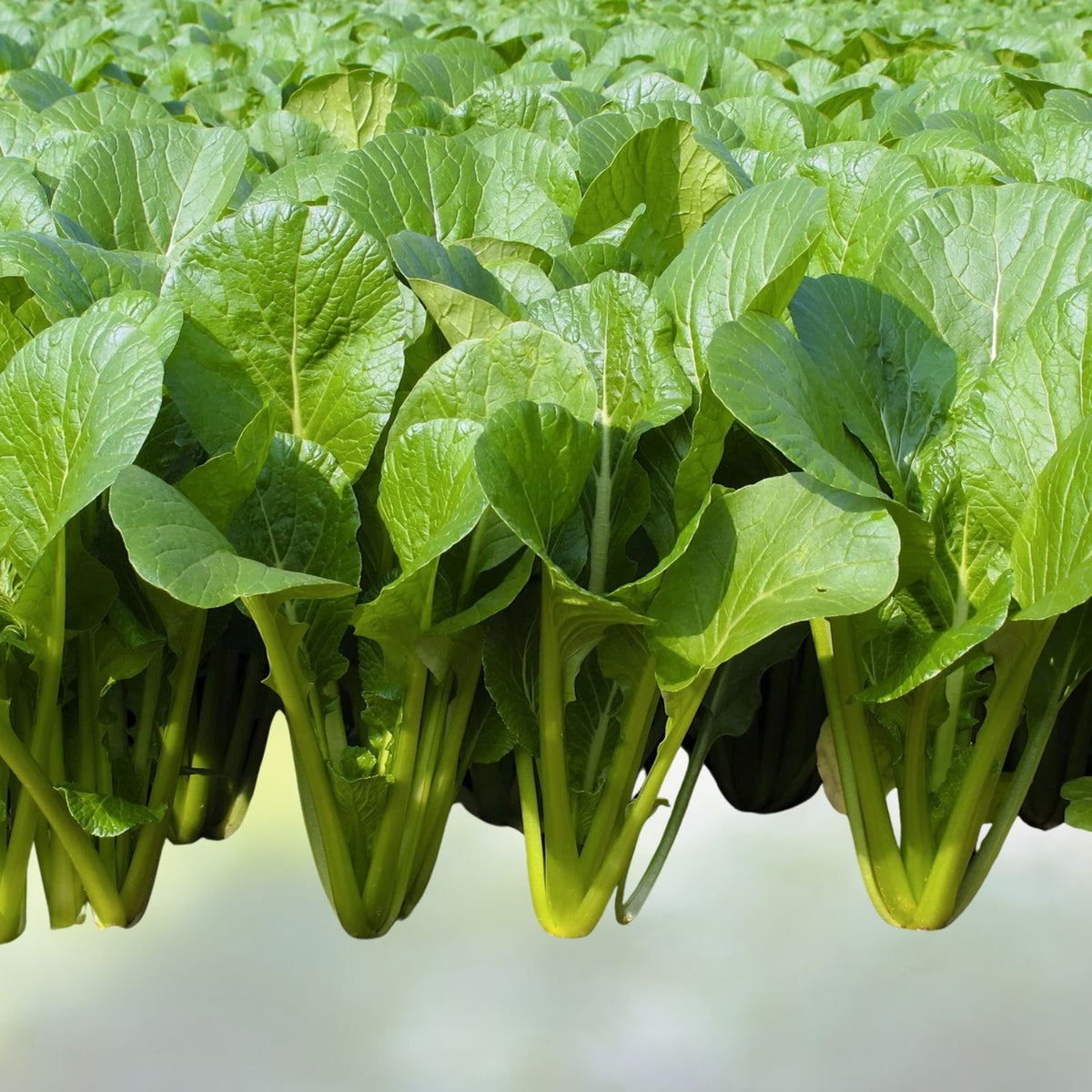 Tendergreen Mustard Spinach Seeds - NON-GMO Heirloom Organic Seeds for Planting - Brassica juncea