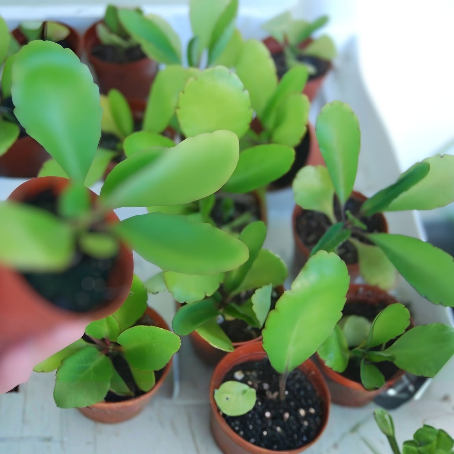 Miracle Plant Cuttings - 6 Stem Bryophyllum pinnatum (Life Plant) - Easy Indoor/Outdoor Decor - Live Plant Propagation