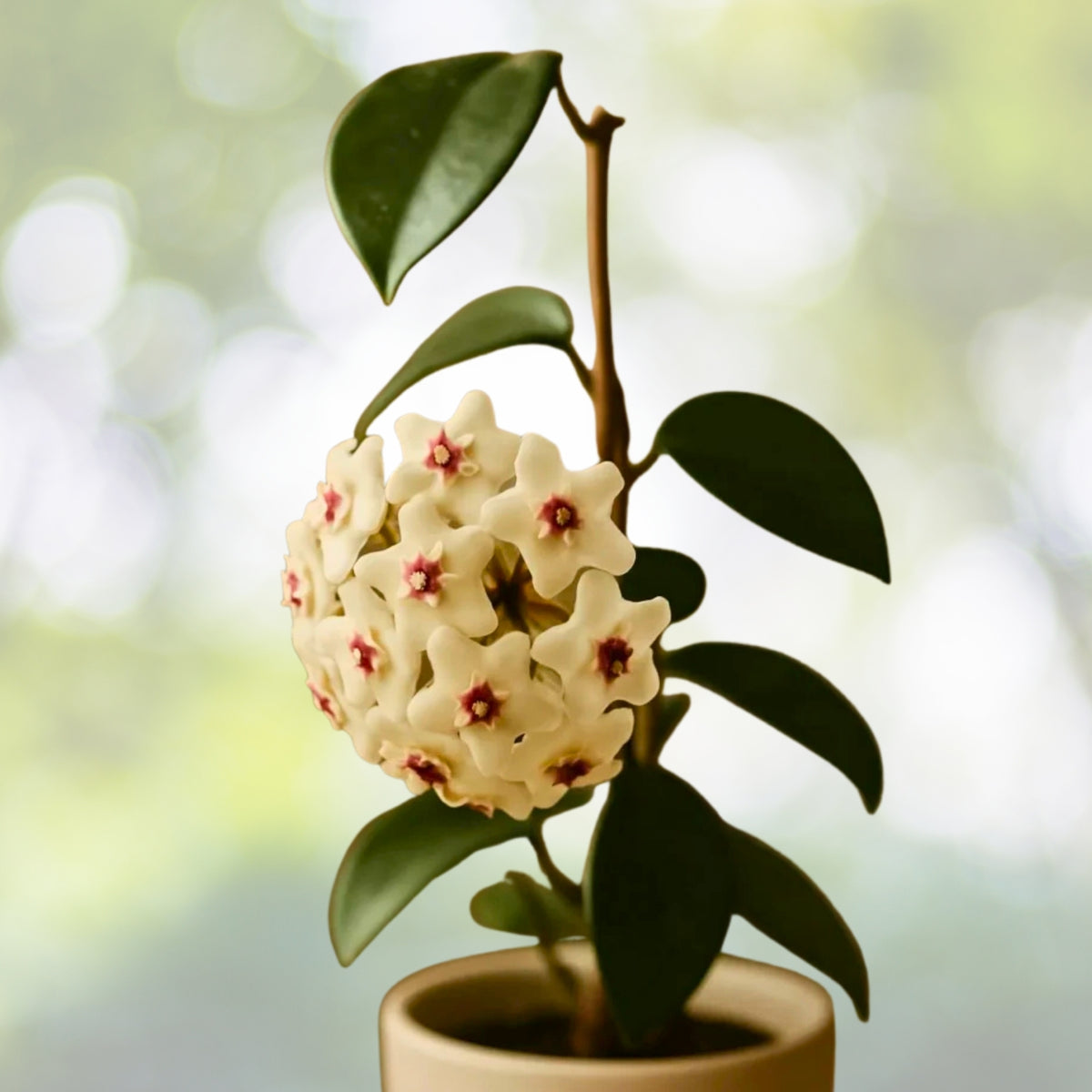 Hoya Plant 5in Pot - Hoya Australis - White Flowers - Strong Well-Rooted Indoor Houseplant
