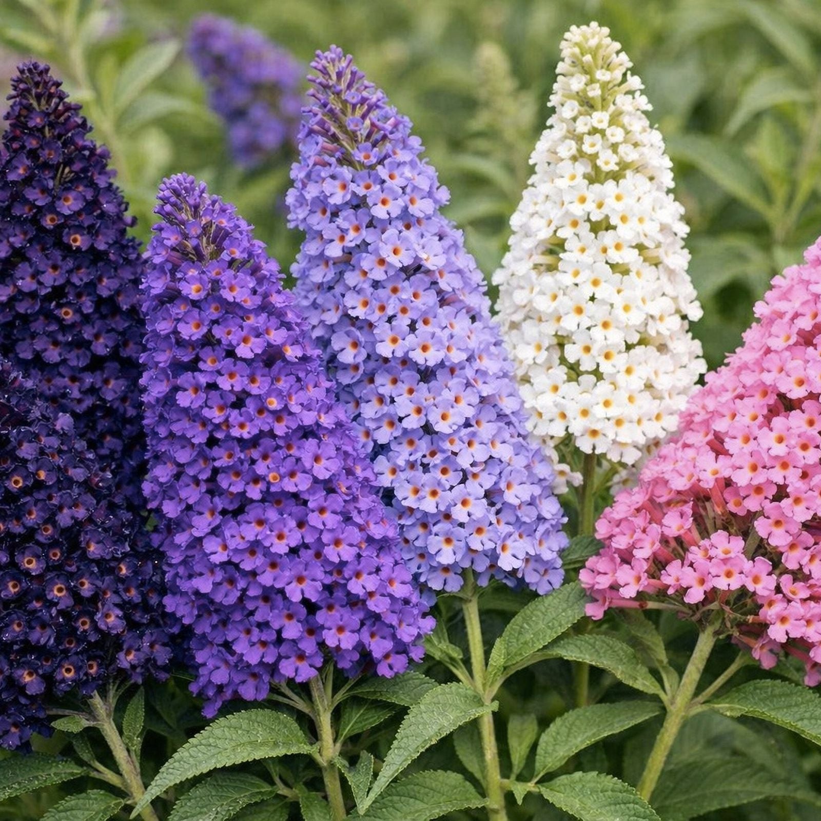 Mixed Colors Butterfly Bush Seeds 150 Count Buddleia davidii Shrubs for Vibrant Garden Flowers