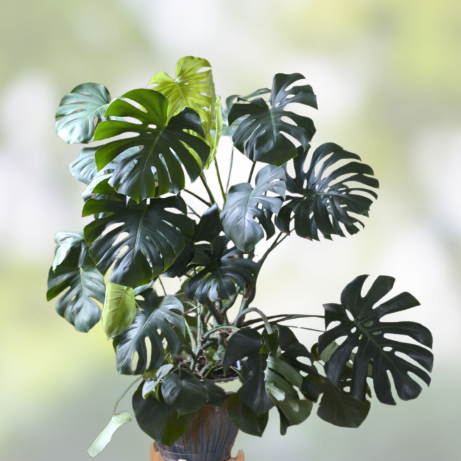 Monstera Deliciosa Cuttings 10-12" Large Swiss Cheese Vine Houseplant Propagation #13