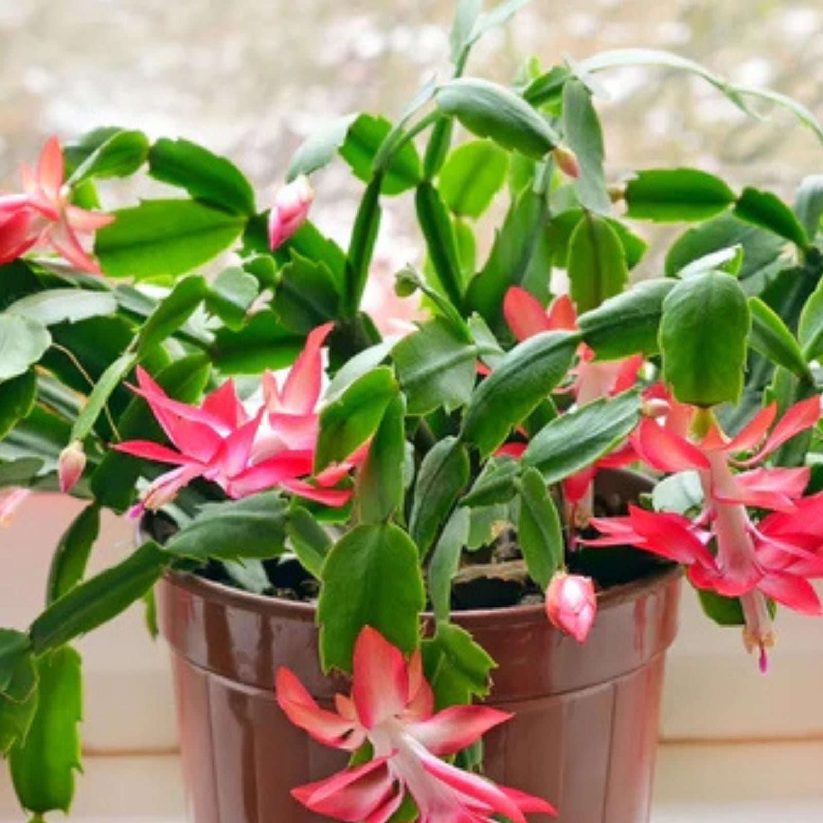True Christmas Cactus 3 Per Pot Old Fashioned Pink Schlumbergera × buckleyi | Indoor Succulent Plant