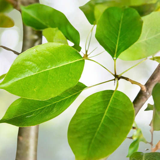 1 Gallon Parfyanka Pomegranate Tree - Air-Layered - Punica granatum - Perfect for Gardens and Containers