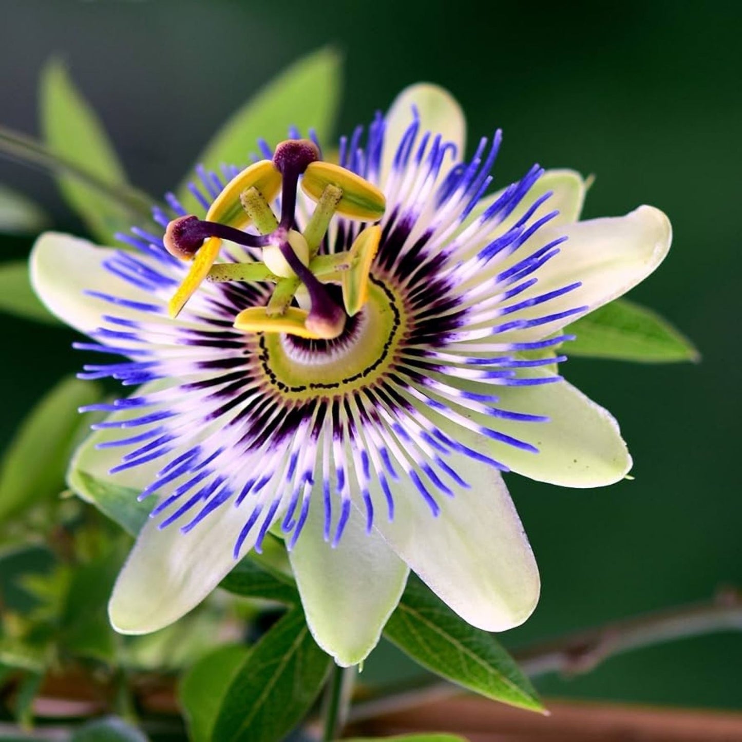 Passion Flower Seeds 100 Count - Vines for Planting - Bonsai Suitable - Passiflora spp.