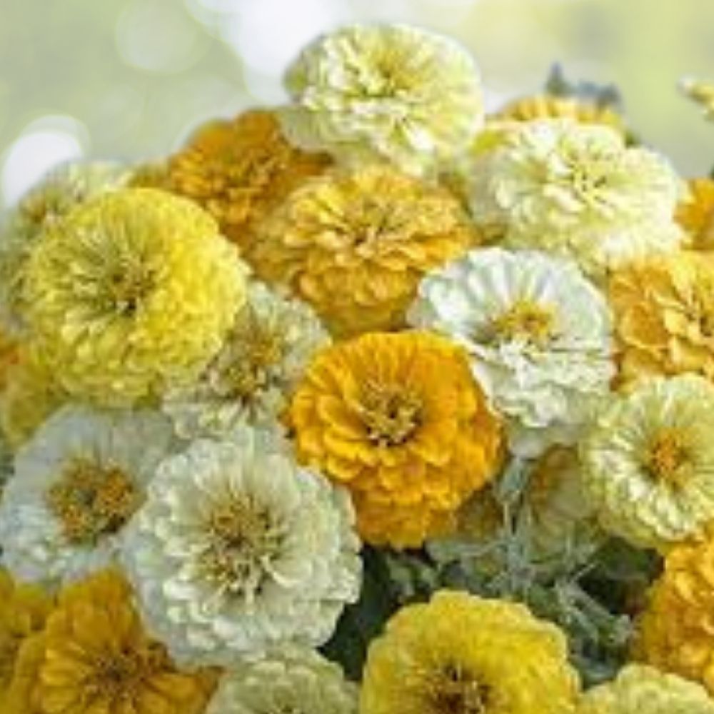 Zinnia Seeds 100 Organic Lemon Meringue Mix Colorful Annual Flowers Zinnia elegans USA Grown