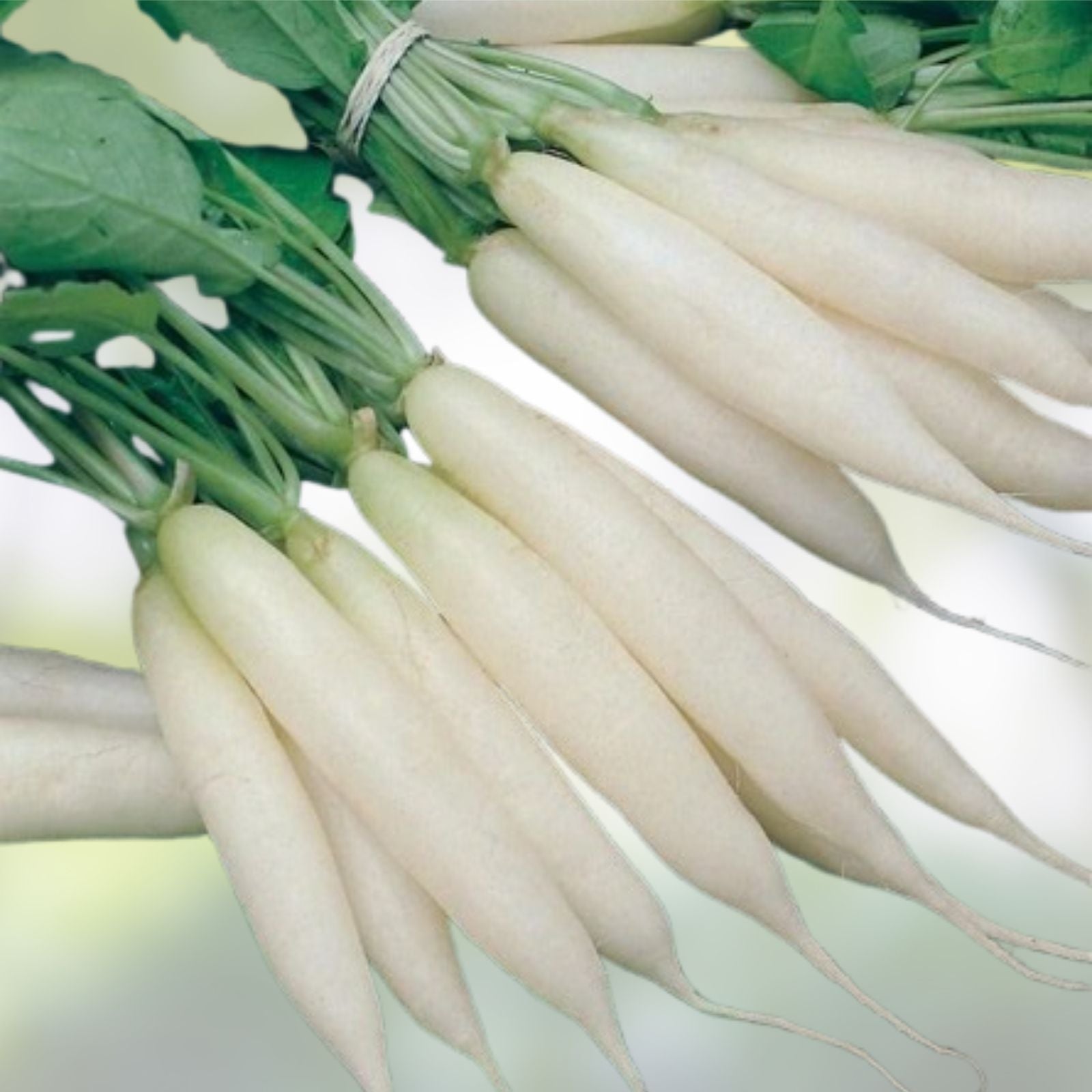 Radish Seeds for Planting | 100+ Non-GMO White Icicle Raphanus sativus Seed Pack
