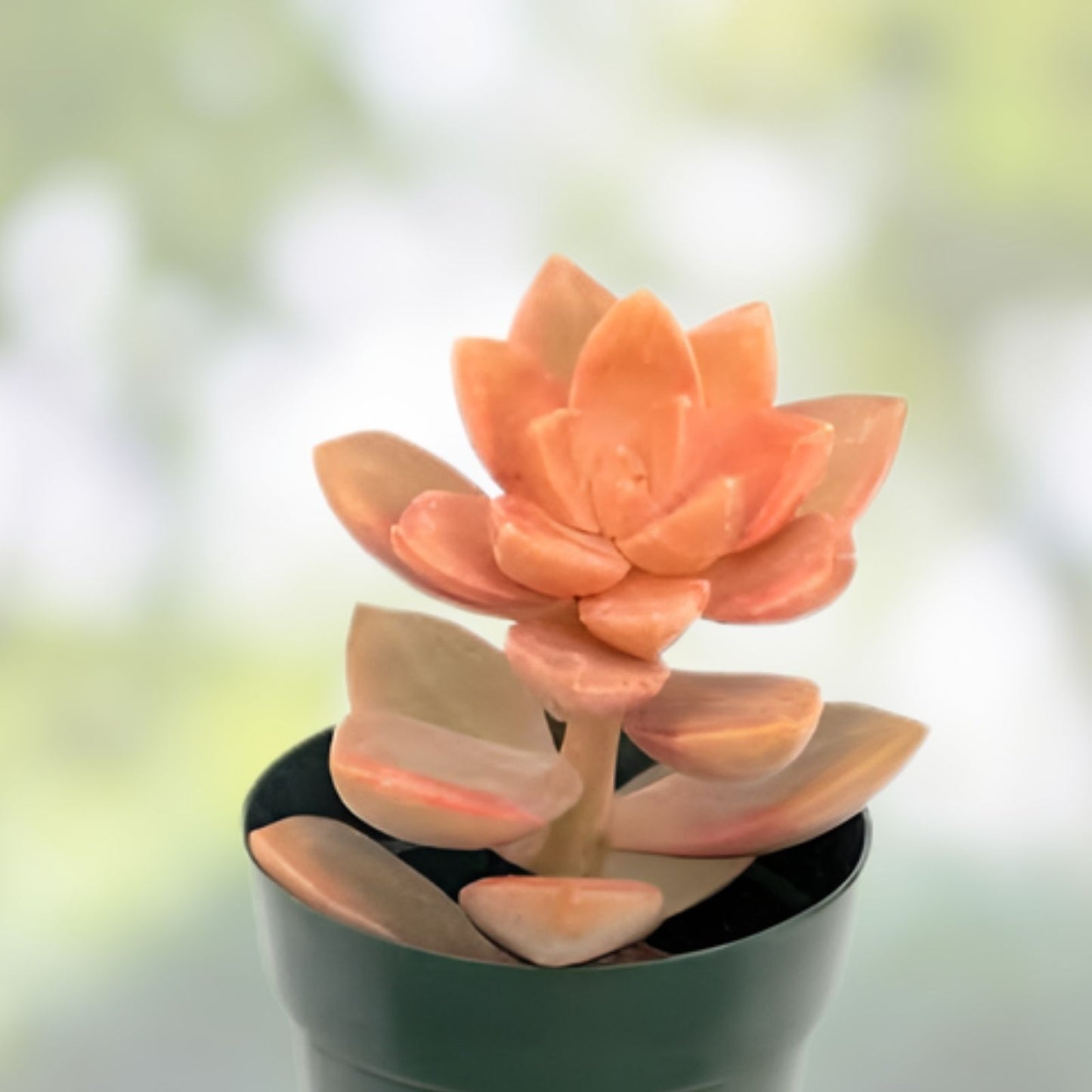 Graptosedum 'Alpenglow' Succulent Live Plant 4" Bare Root, Drought Tolerant, Easy Care for Home Garden Decor