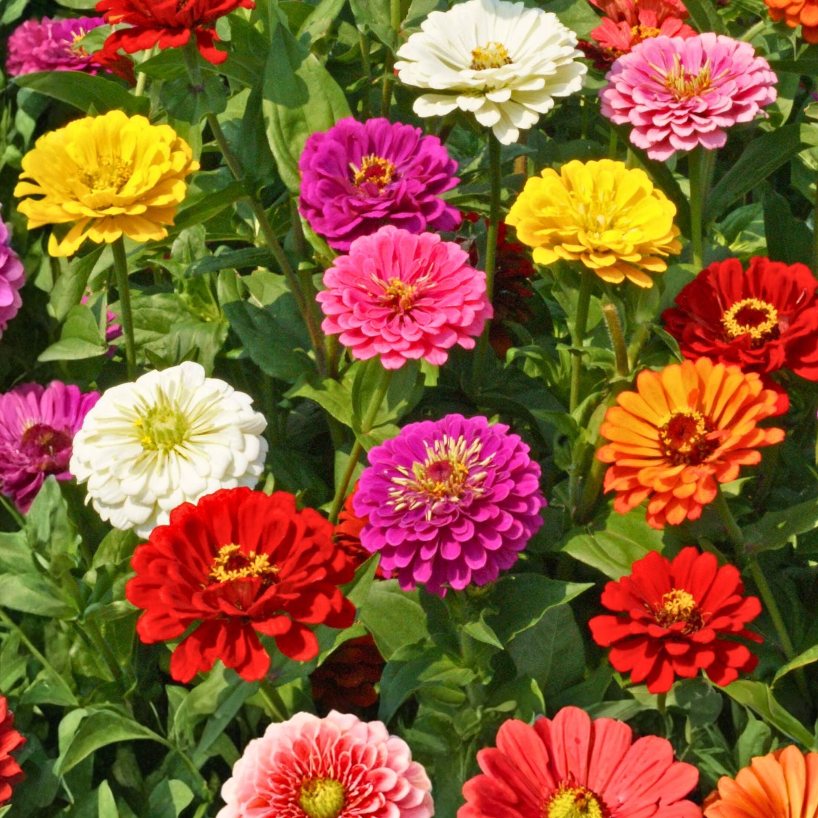 California Giant Zinnia Seeds 100 Count – Bright Colorful Zinnia elegans Flower Seeds for Garden, Patio & Cut Flowers