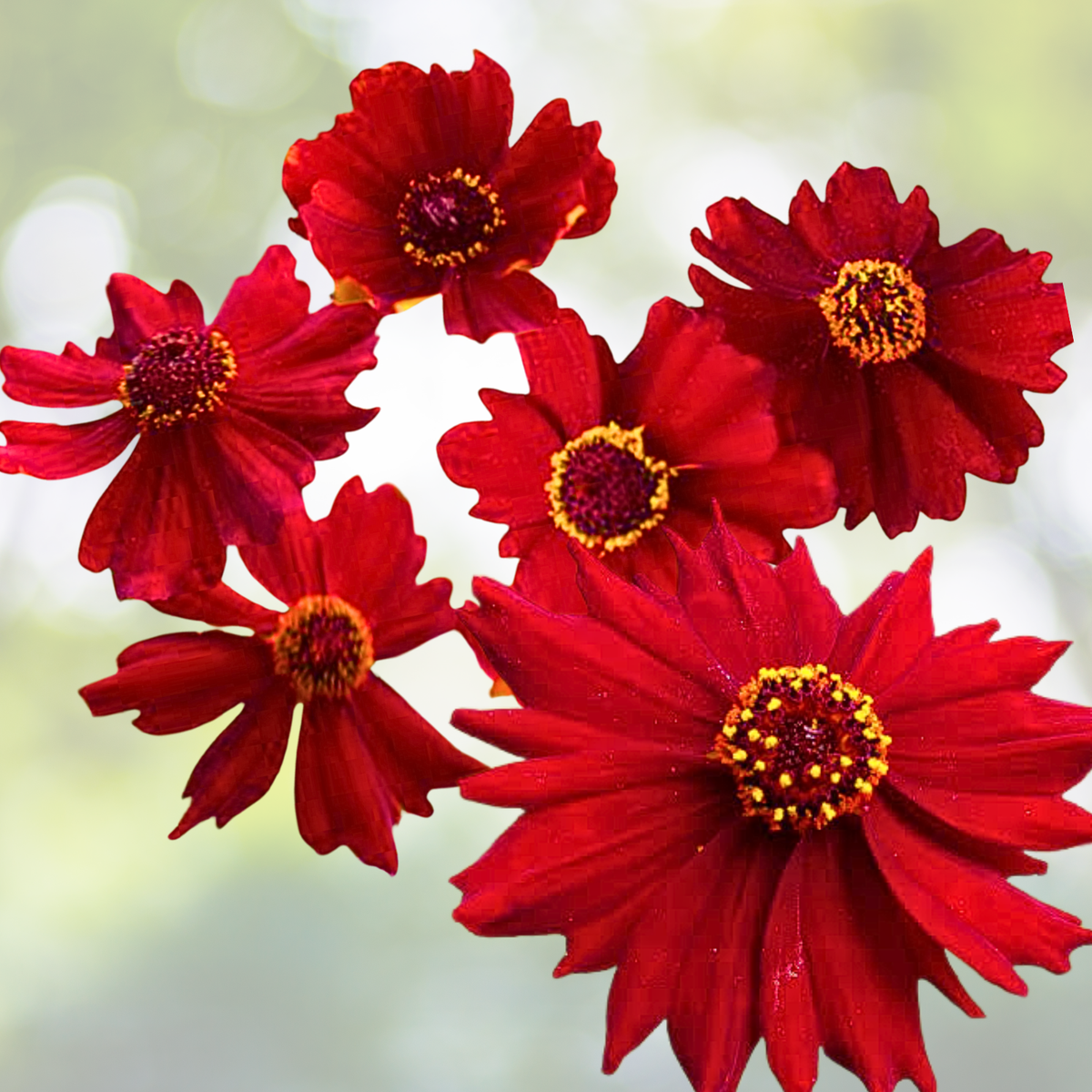 Coreopsis Seeds - 1000 Non-GMO Semi-Dwarf Red Heirloom for Pollinators & Bees - Coreopsis tinctoria